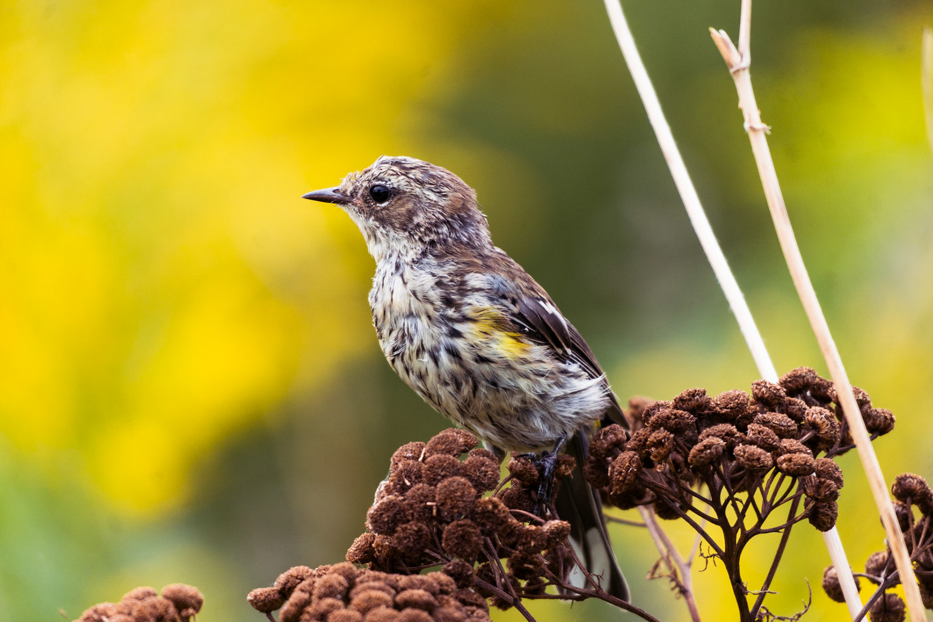 Myrtle Warbler, Tommy Thompson Park, Toronto