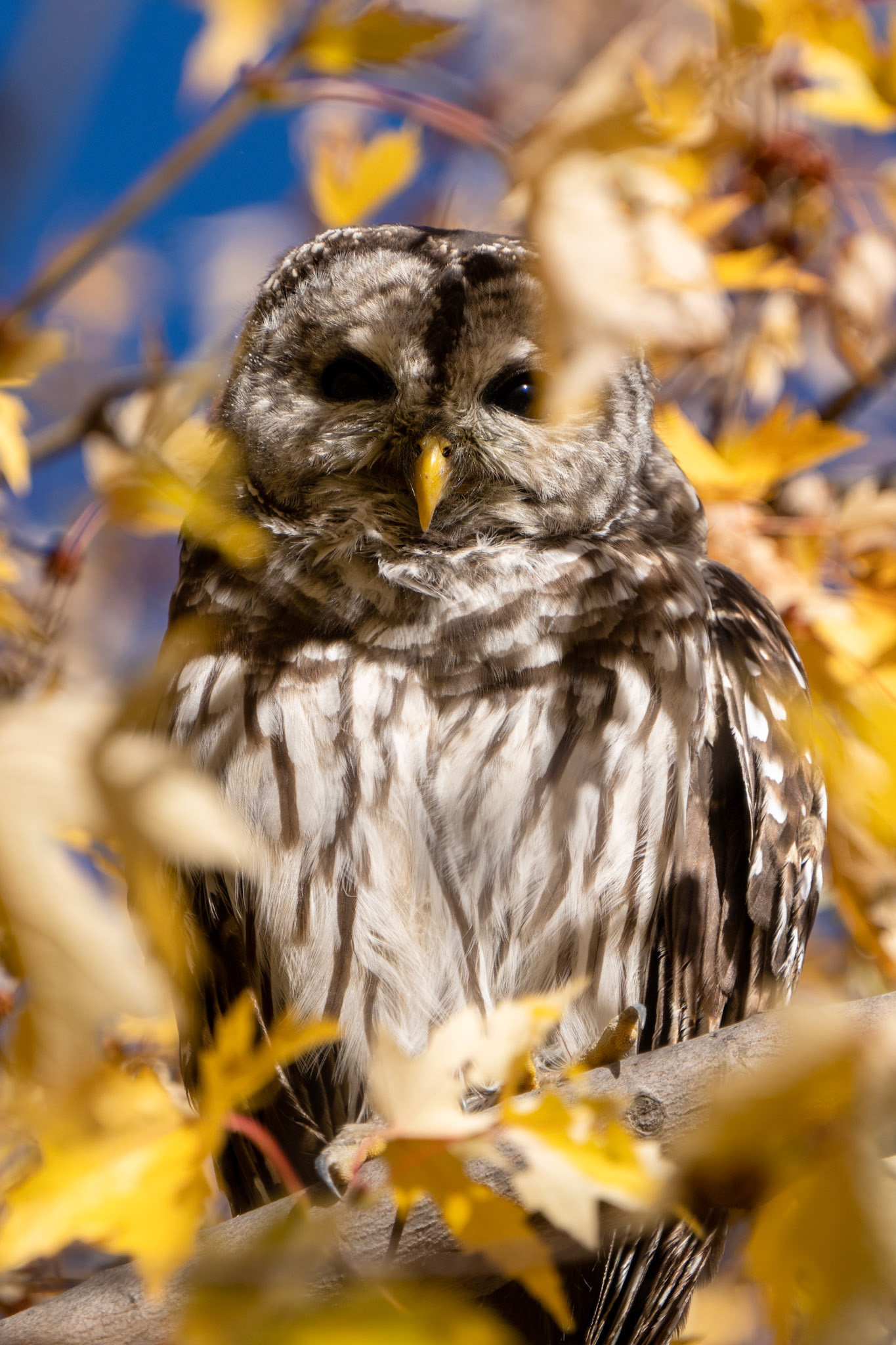 Barred Owl, Downsview Park, Toronto