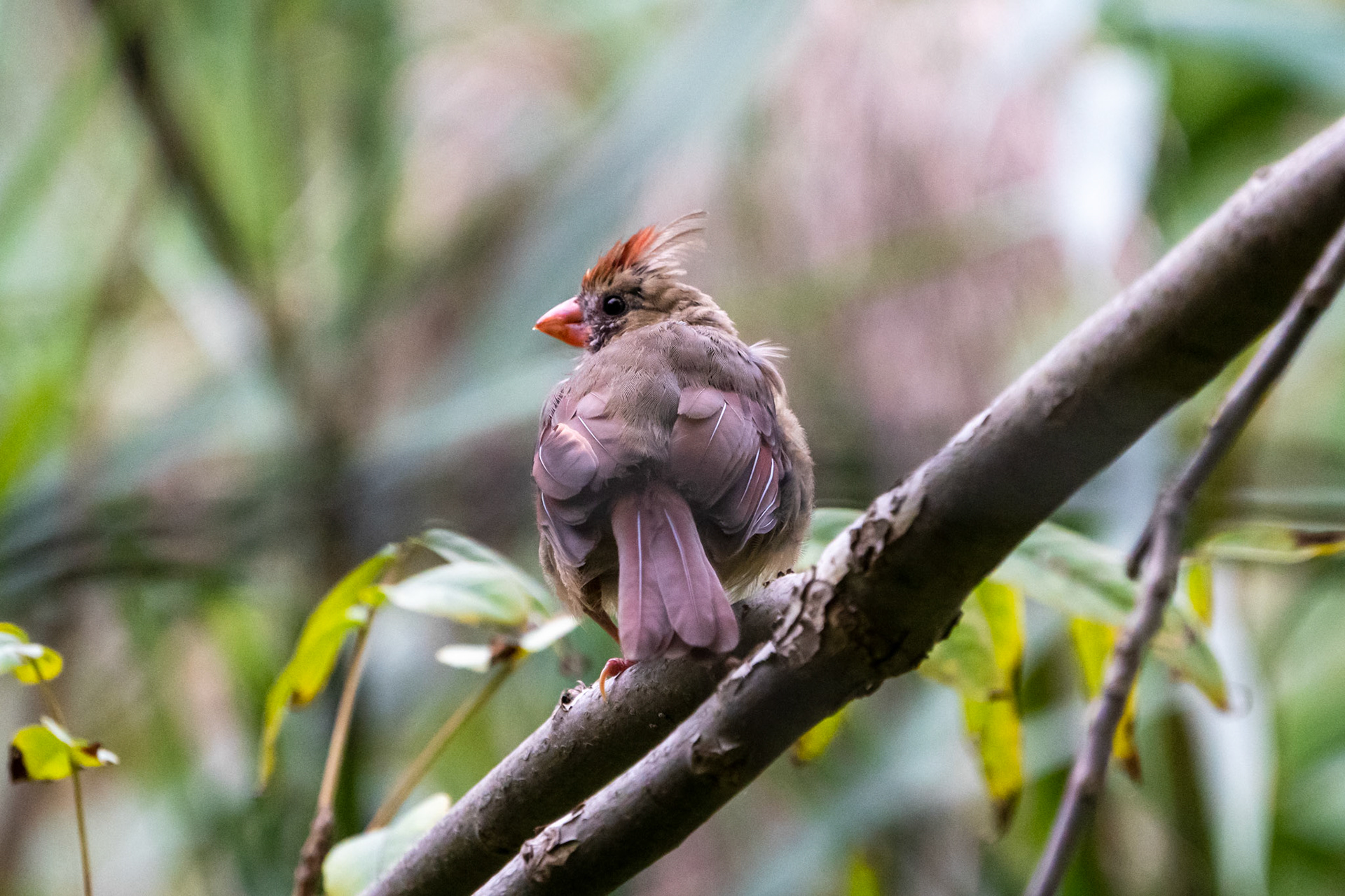 Northern Cardinal (Female), Charles Sauriol, Toronto