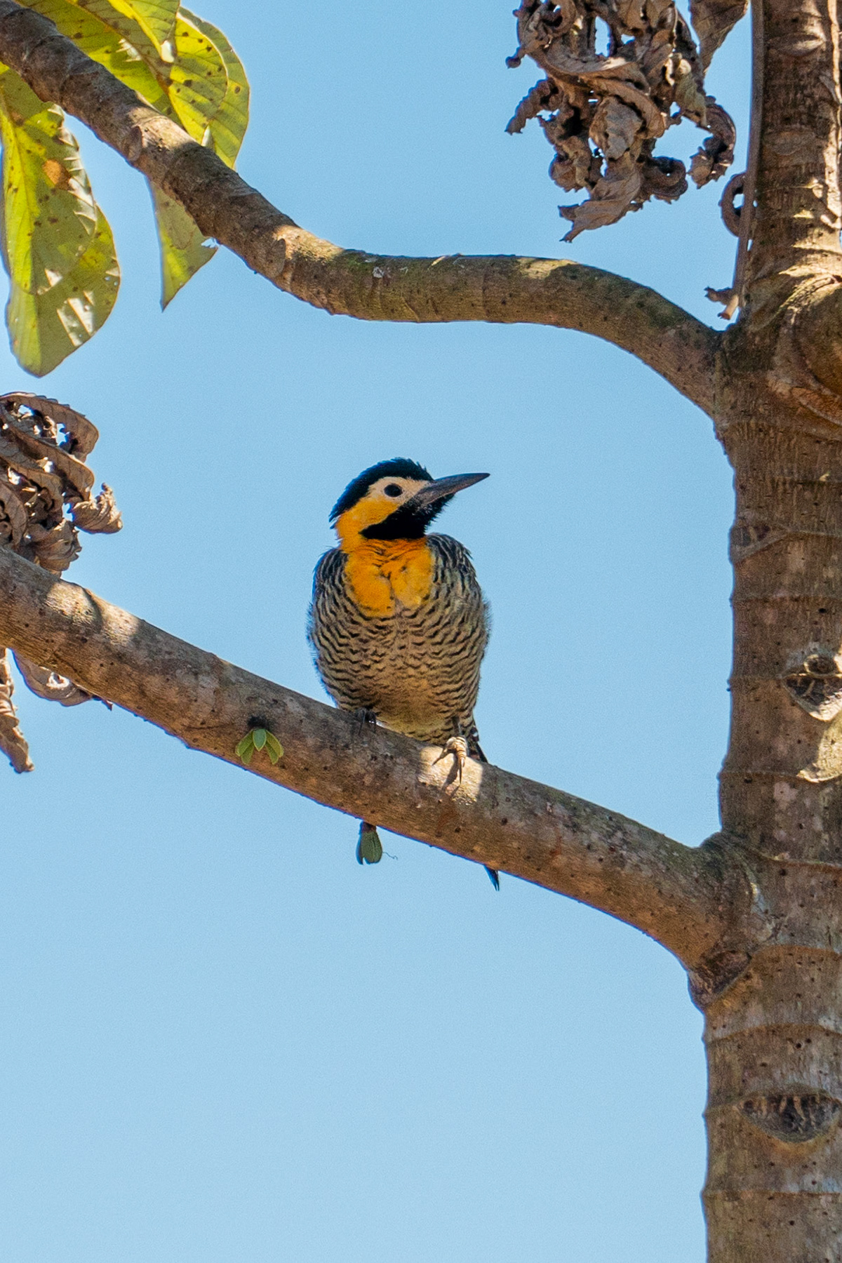 Campo Flicker, Pantanal, Brazil
