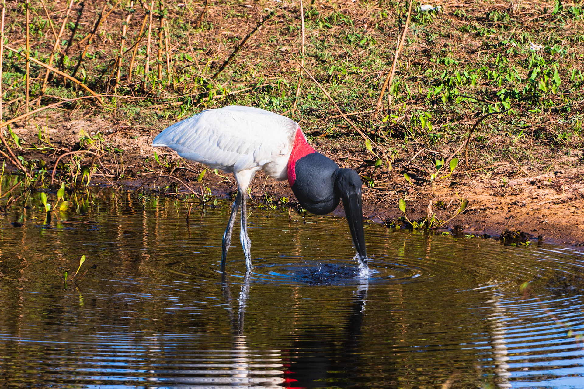 Jabiru Stork, Pantanal, Brazil