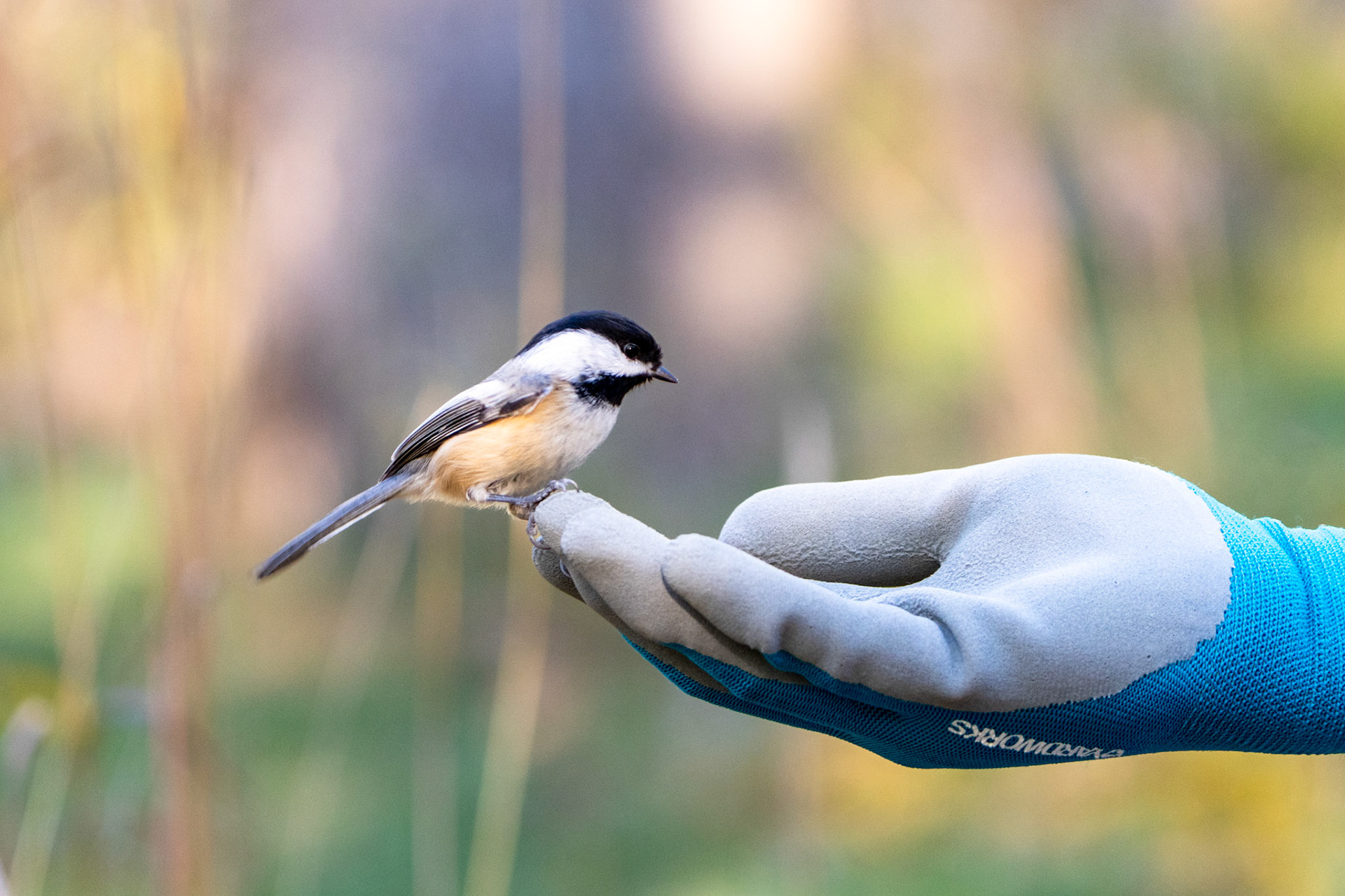 Black Cap Chickadee, High Park, Toronto