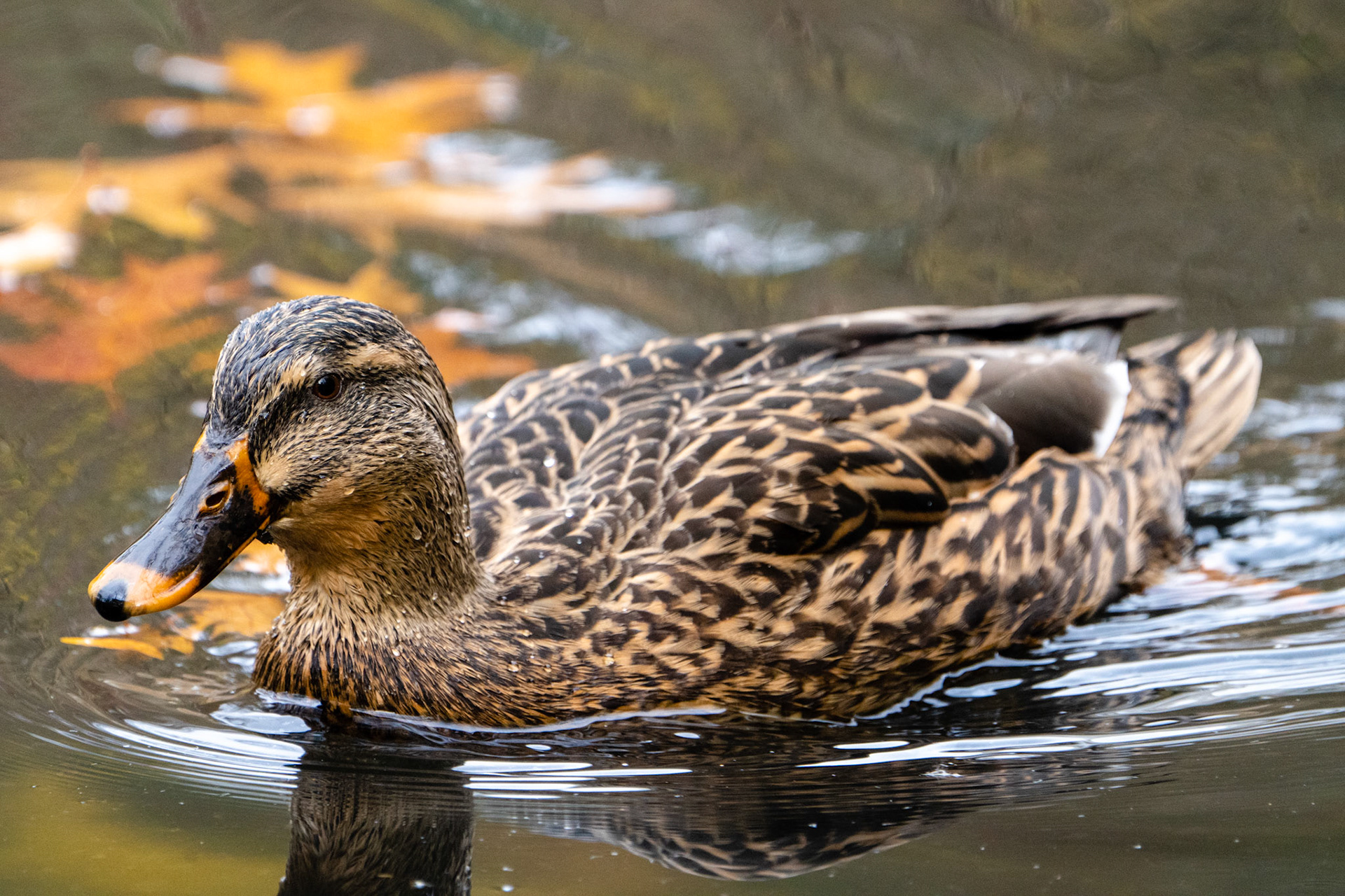 Mallard (Female), High Park, Toronto