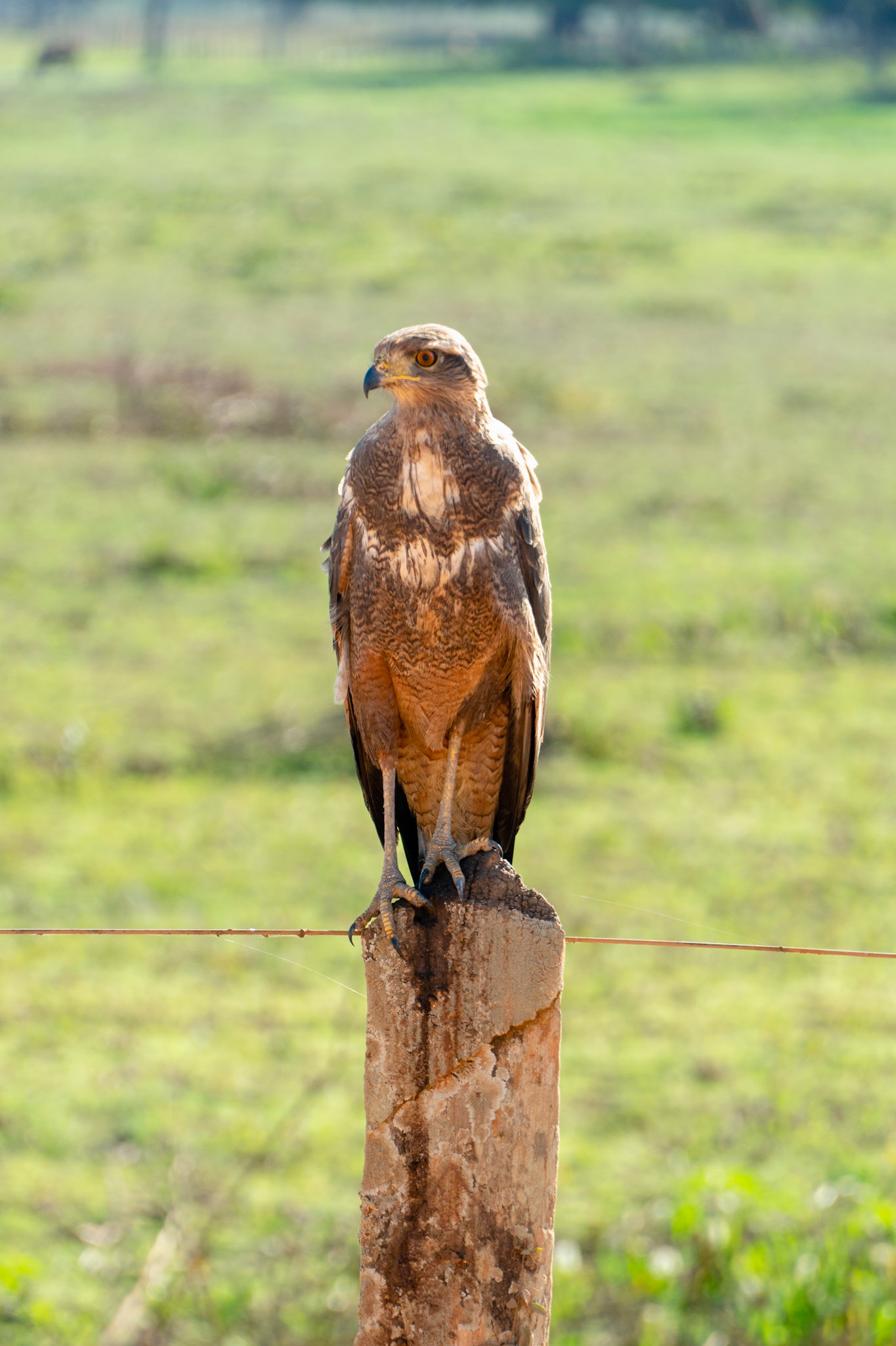 Savanna Hawk, Pantanal, Brazil