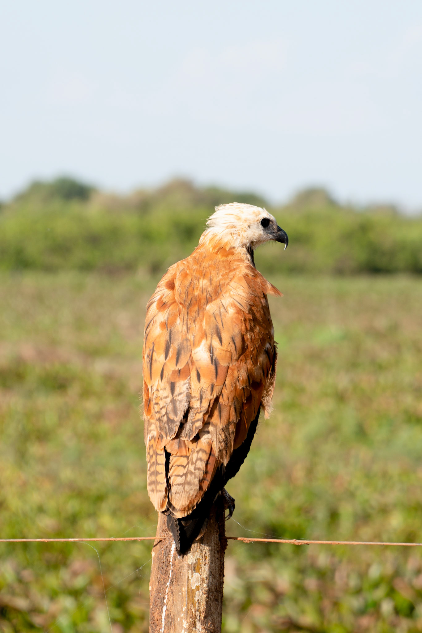 Black-Collared Hawk, Pantanal, Brazil