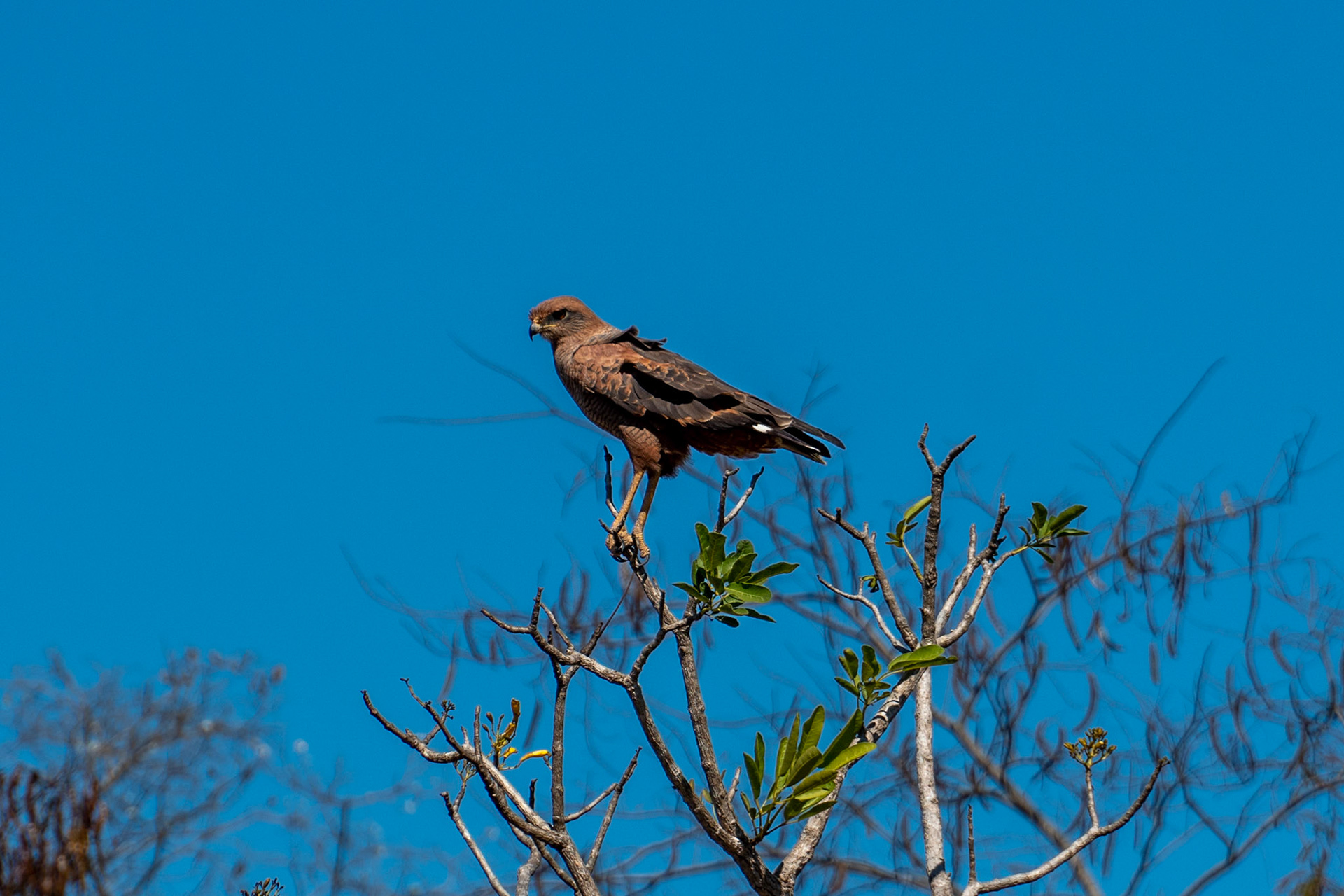 Savanna Hawk, Pantanal, Brazil