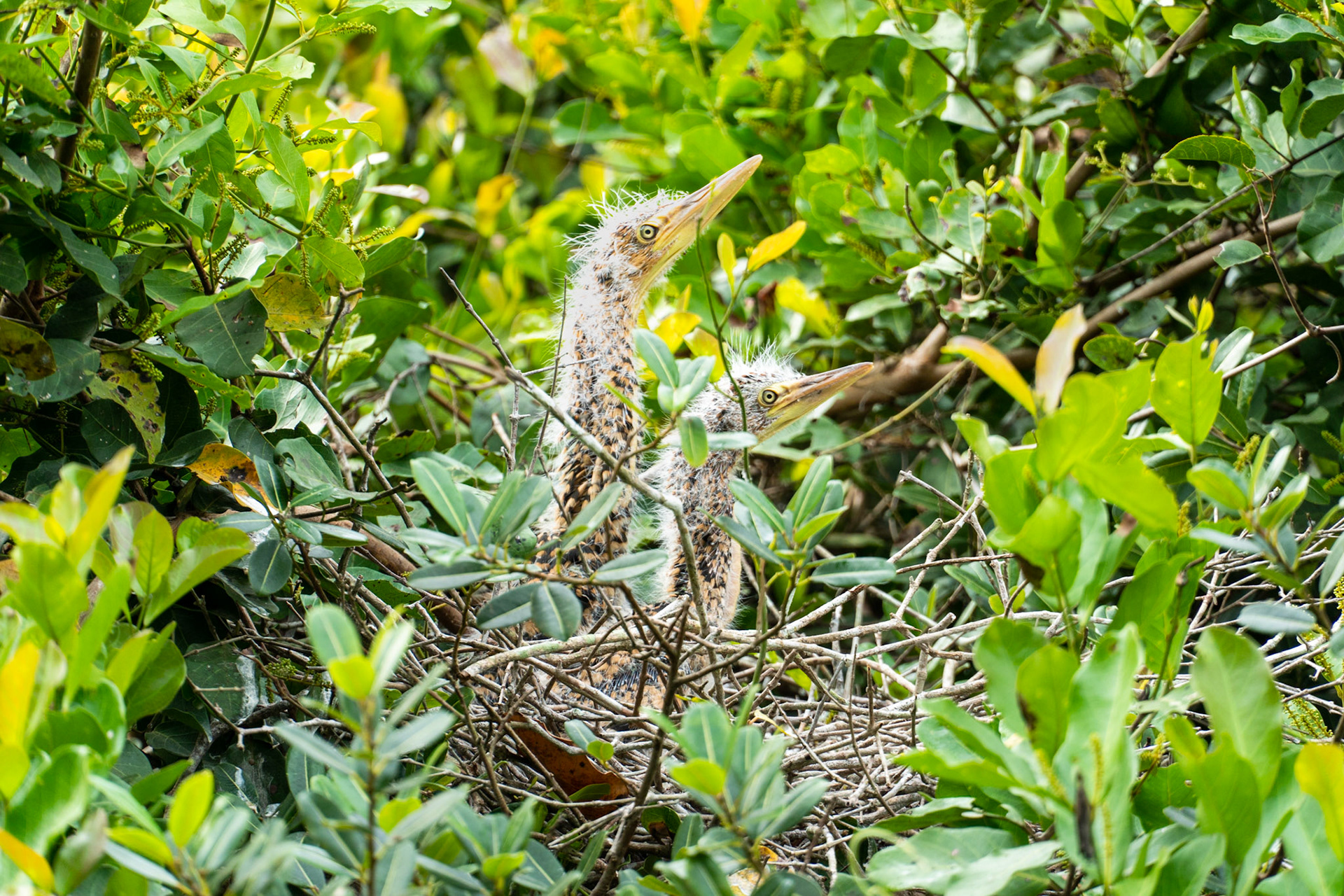 Baby Tiger Herons, Pantanal, Brazil