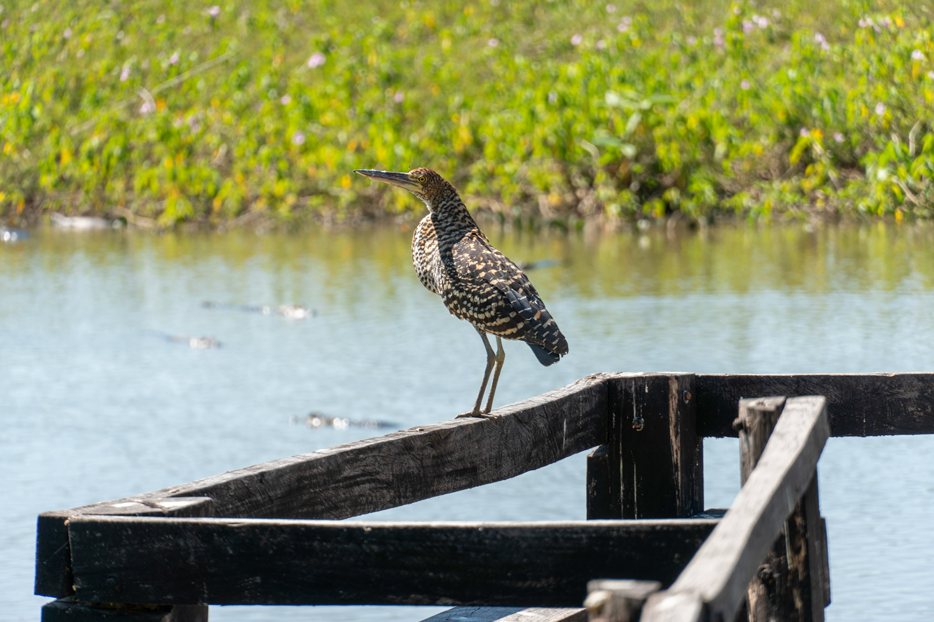 Rufescent Tiger Heron, Poconé, Brazil