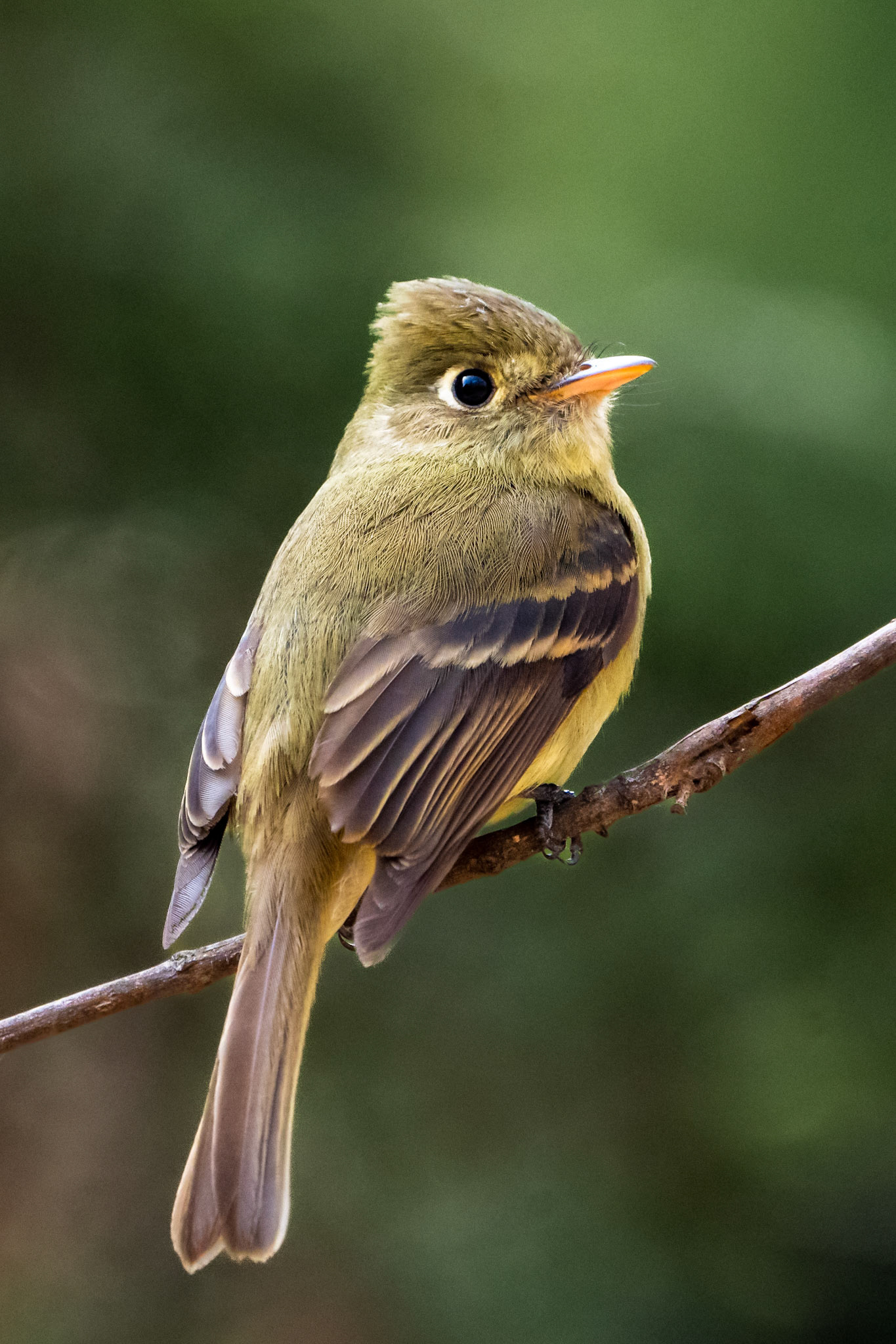Cordelian Flycatcher, Chapultepec Park, Mexico City