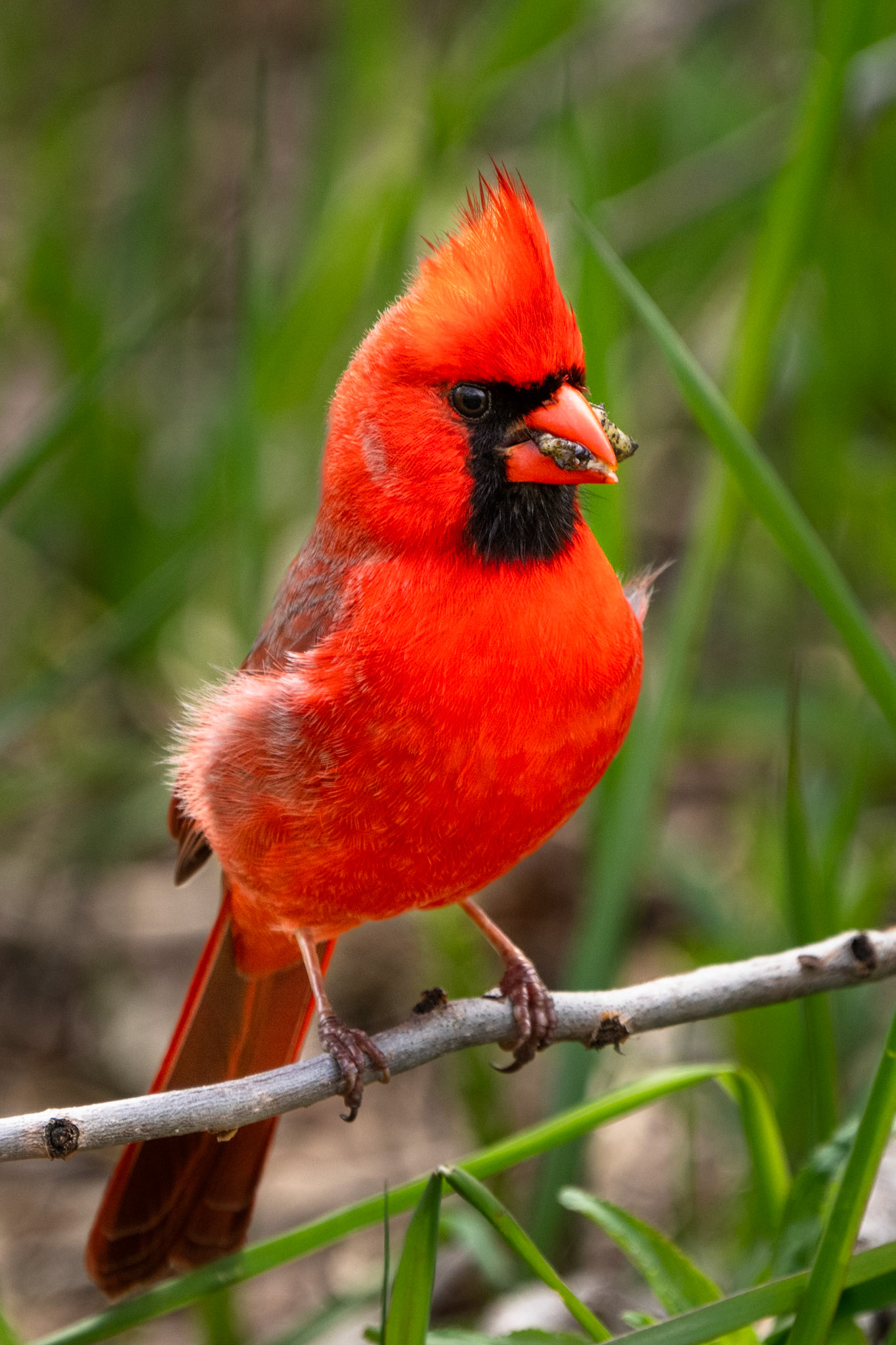 Northern Cardinal (Male), High Park, Toronto