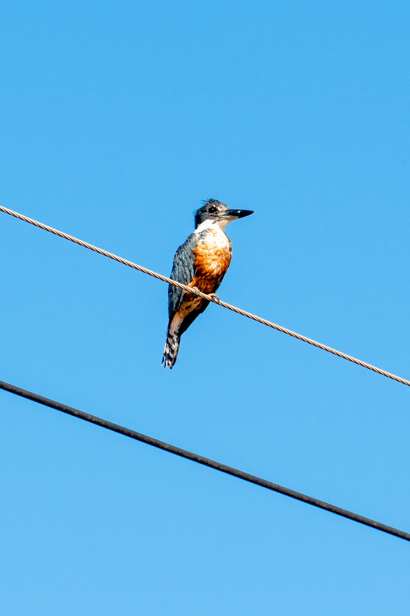 Ringer Kingfisher, Pantanal, Brazil