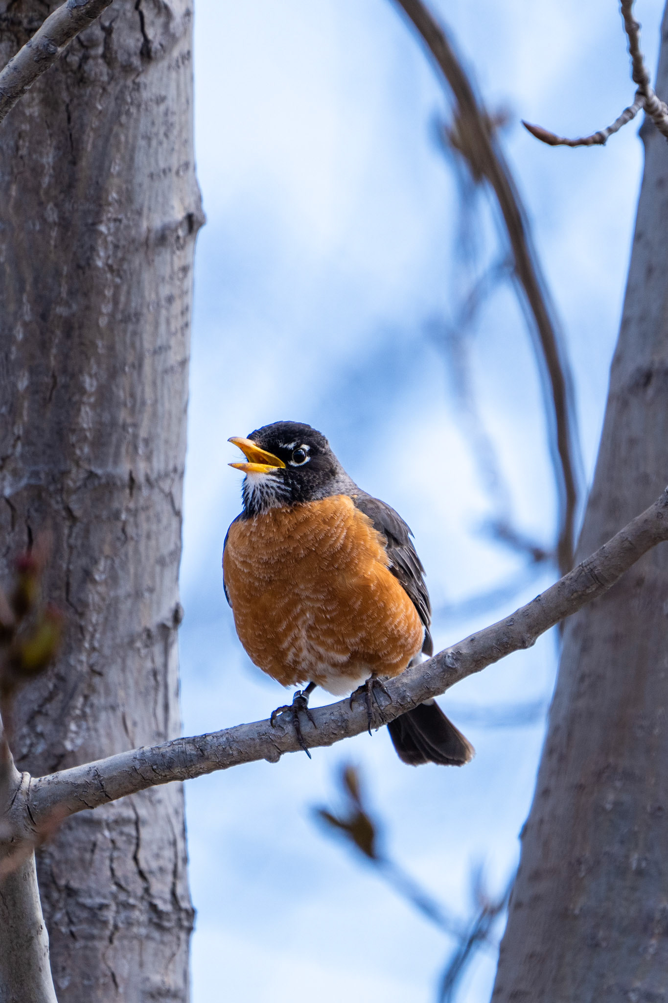 American Robin, Tommy Thompson Park, Toronto