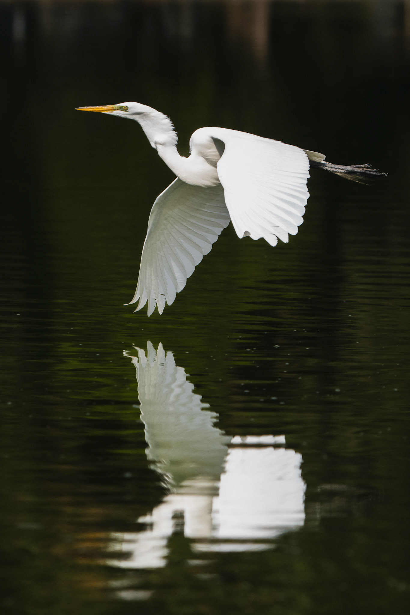 Great Egret, Chapultepec Park, Mexico City