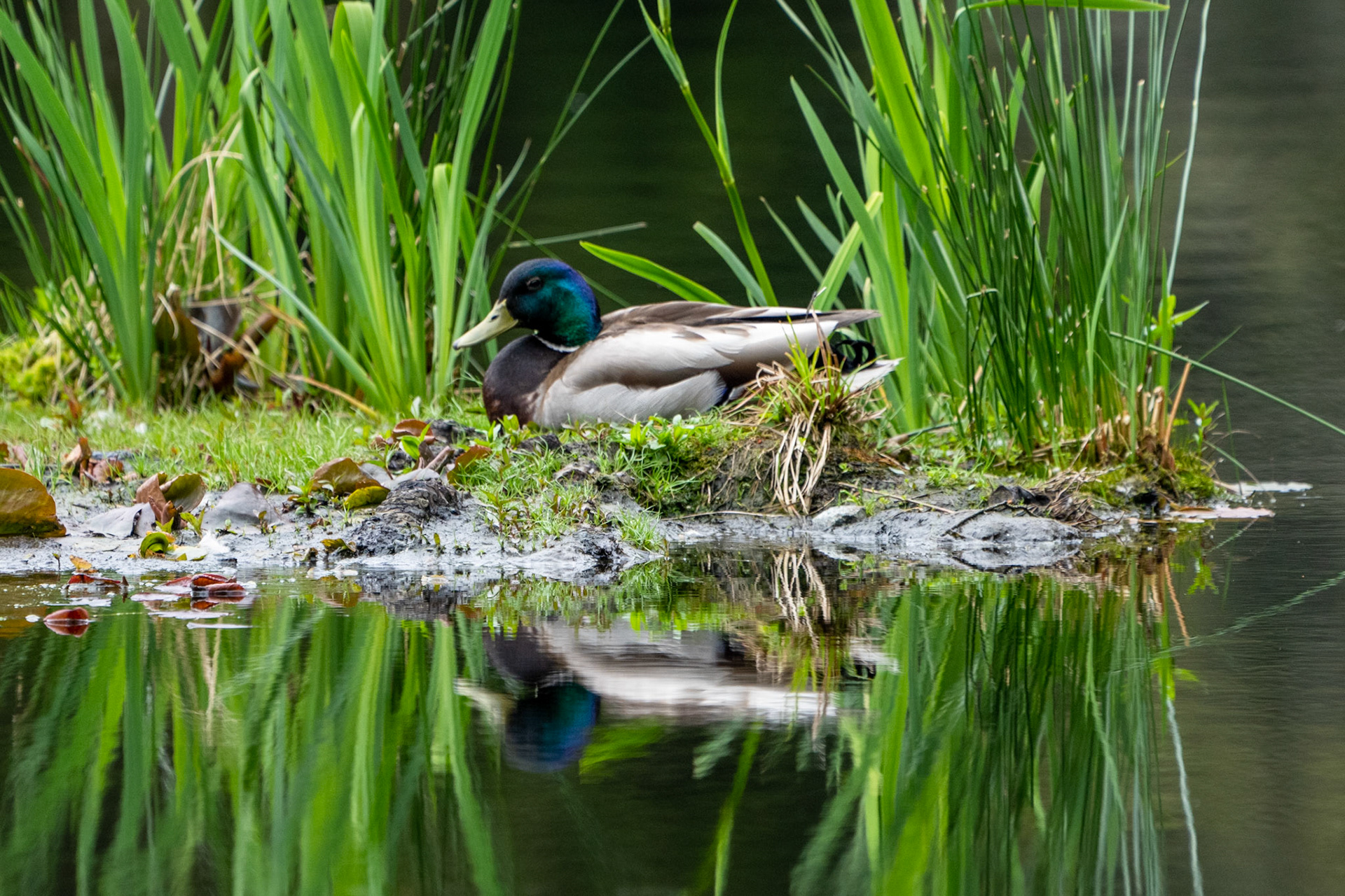 Mallard (Male), Stanley Park, Vancouver