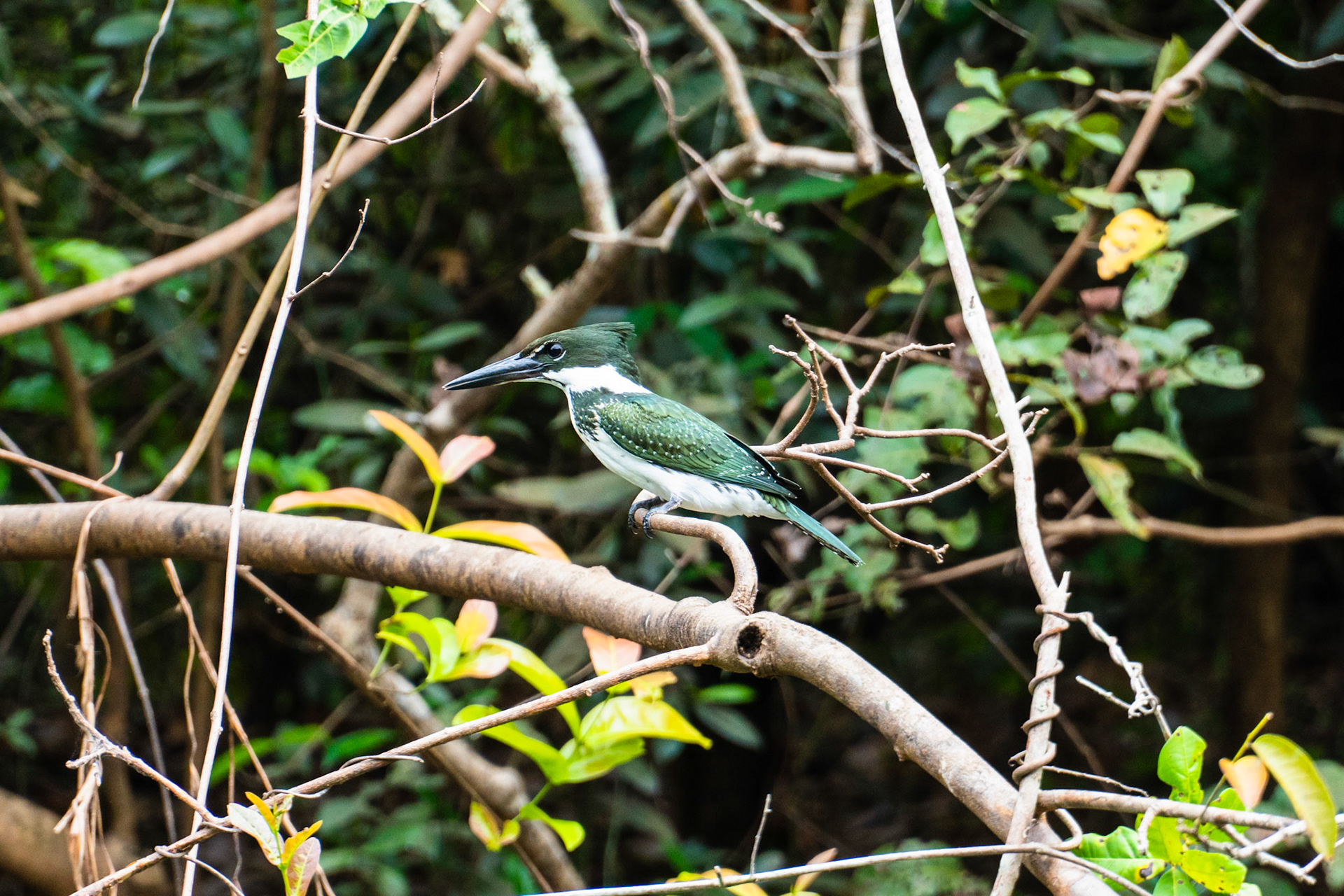 Amazon Kingfisher (Female), Pantanal, Brazil