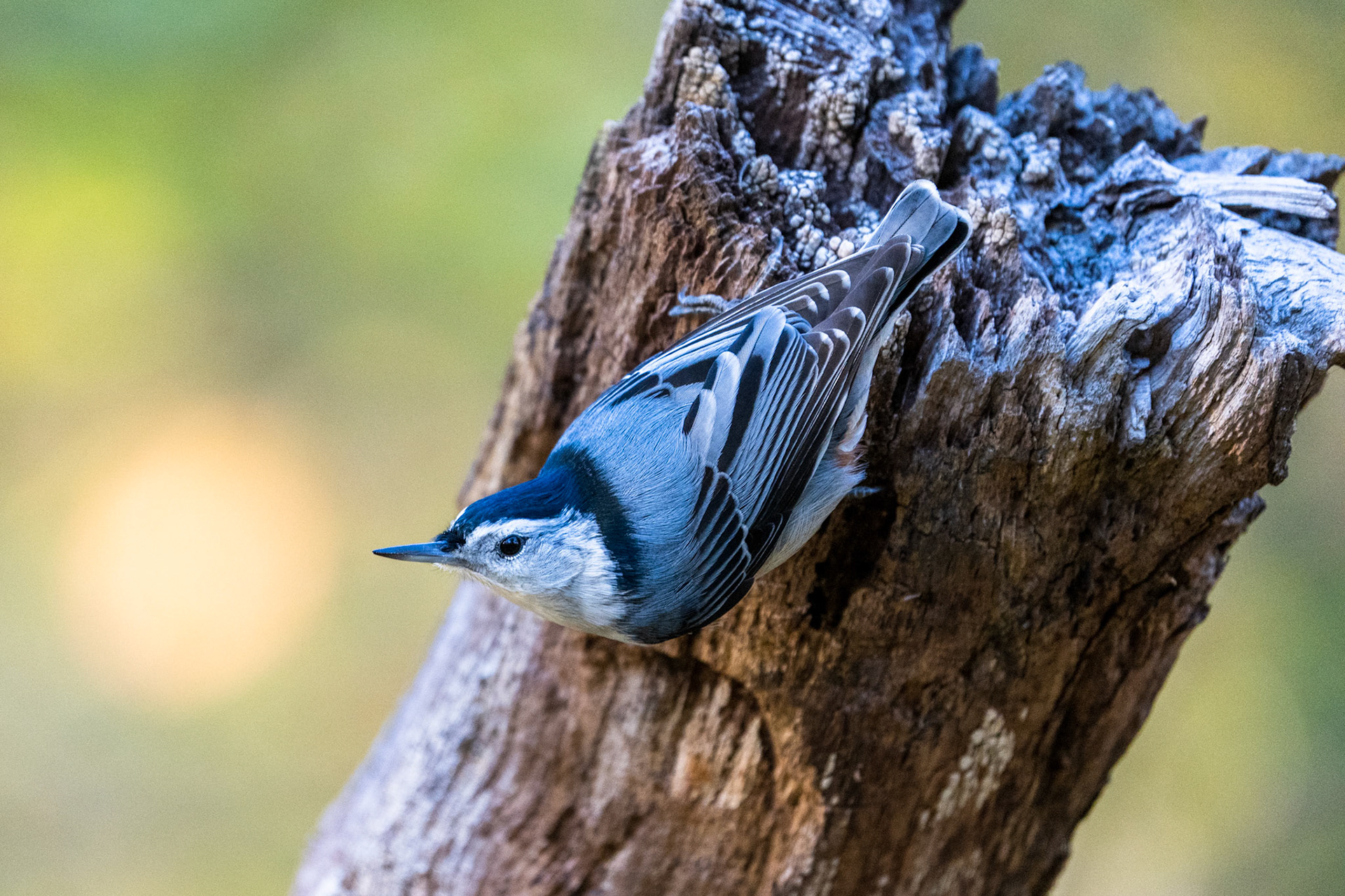 White-Breasted Nuthatch, High Park, Toronto