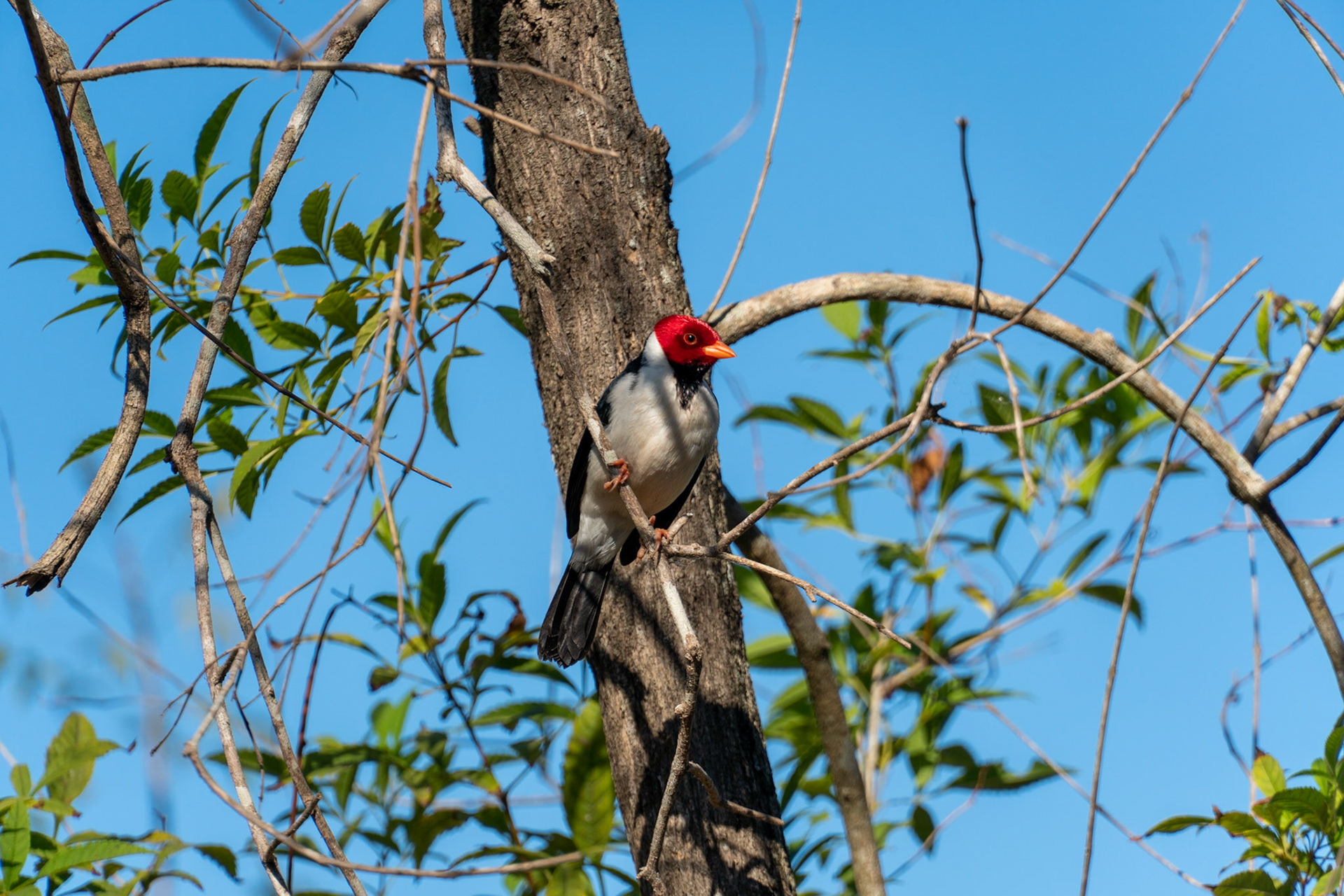 Yellow-Billed Cardinal, Pantanal, Brazil