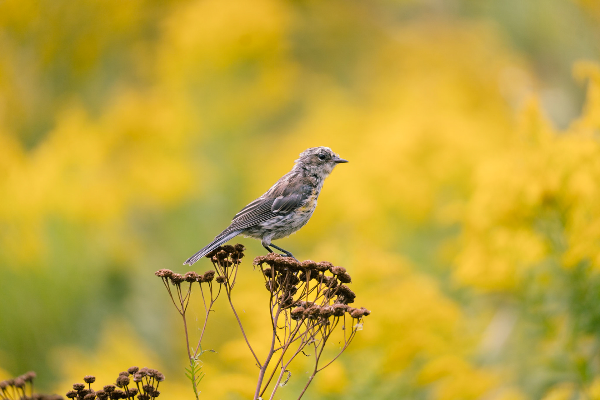 Myrtle Warbler, Tommy Thompson Park, Toronto