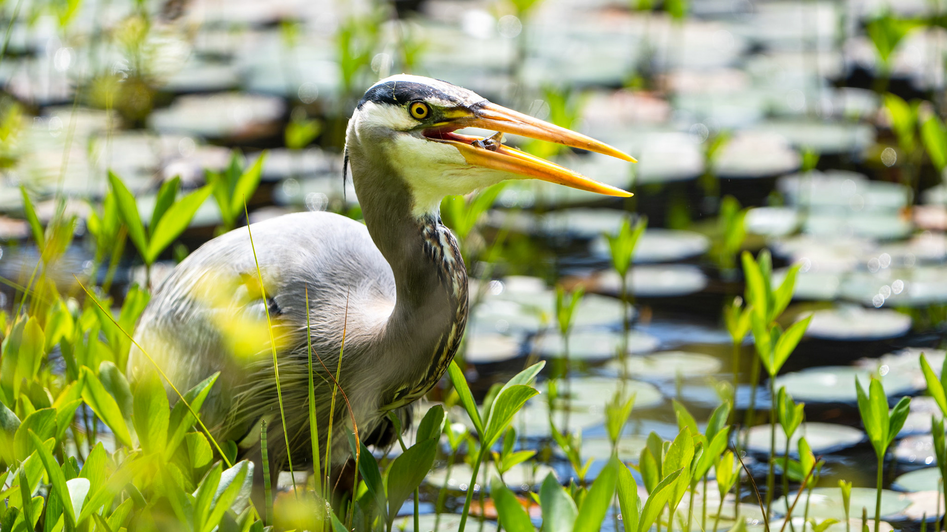 Great Blue Heron, Stanley Park, Vancouver