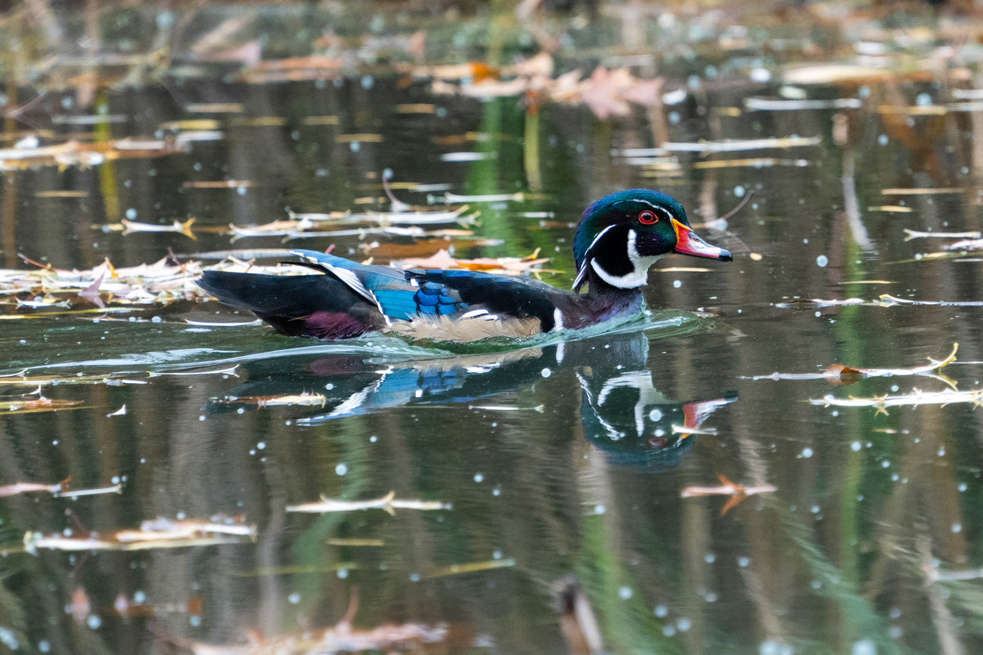 Wood Duck (Male), High Park, Toronto