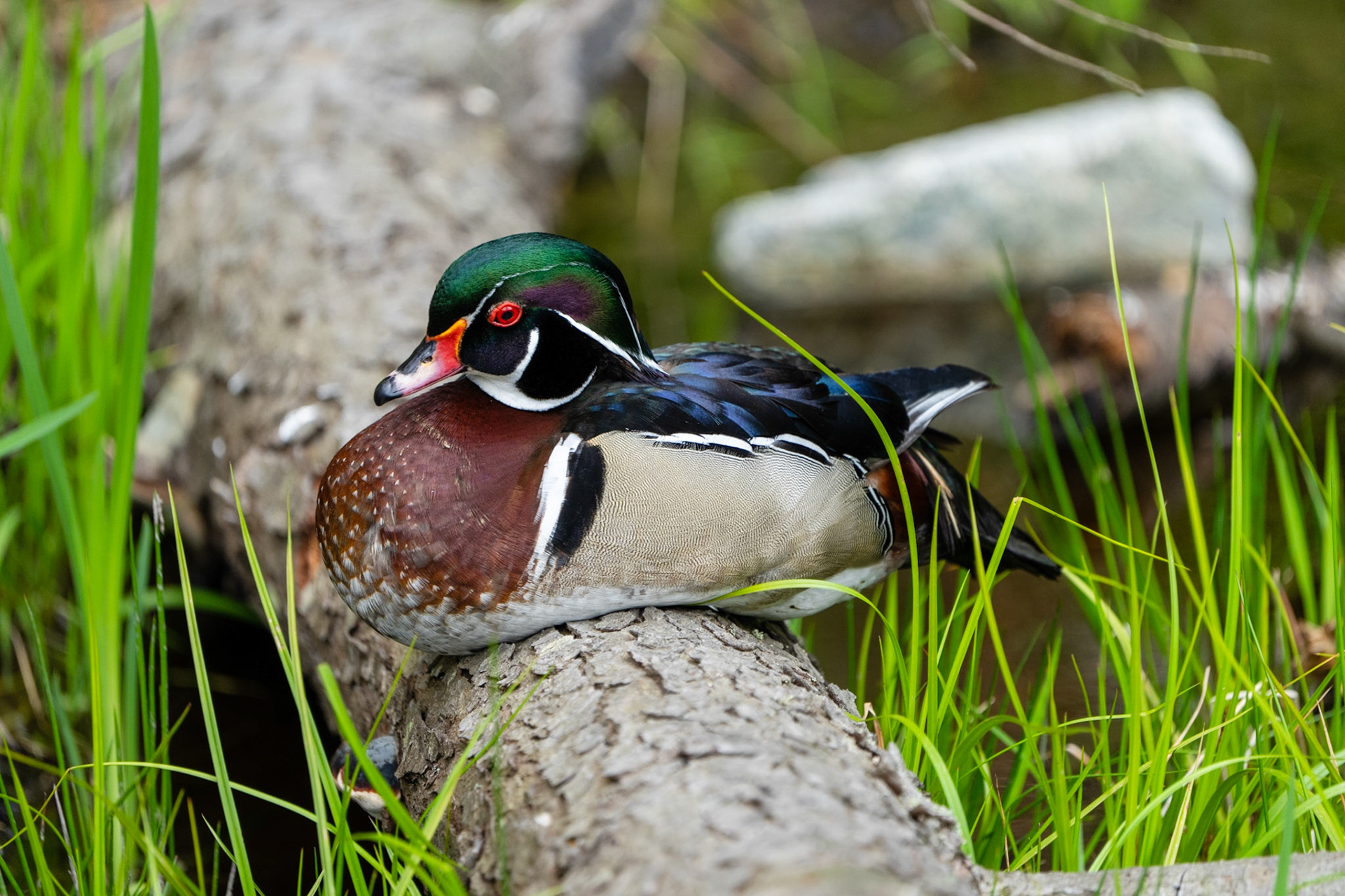Wood Duck (Male), Stanley Park, Vancouver