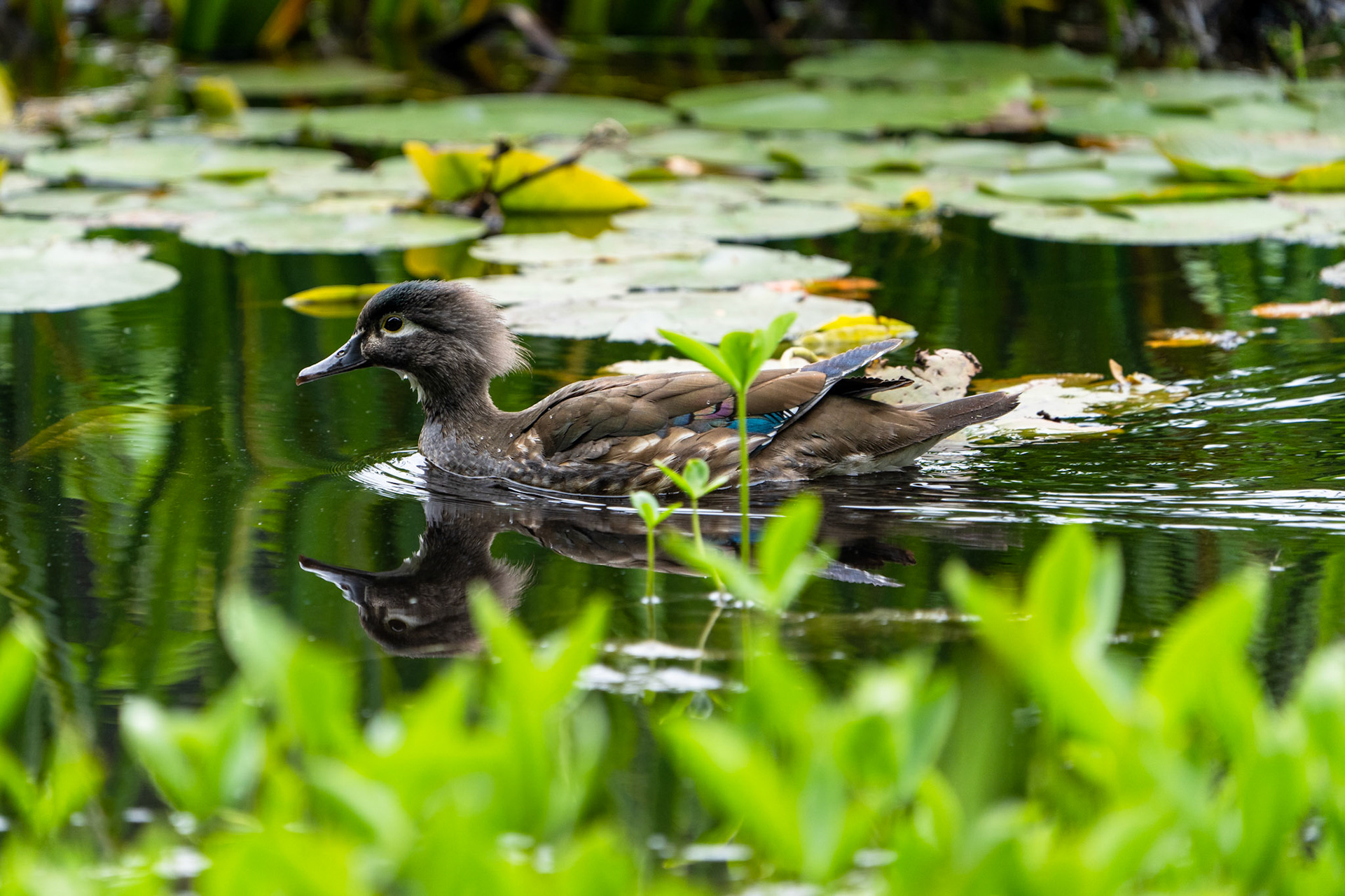Wood Duck (Female), Stanley Park Vancouver