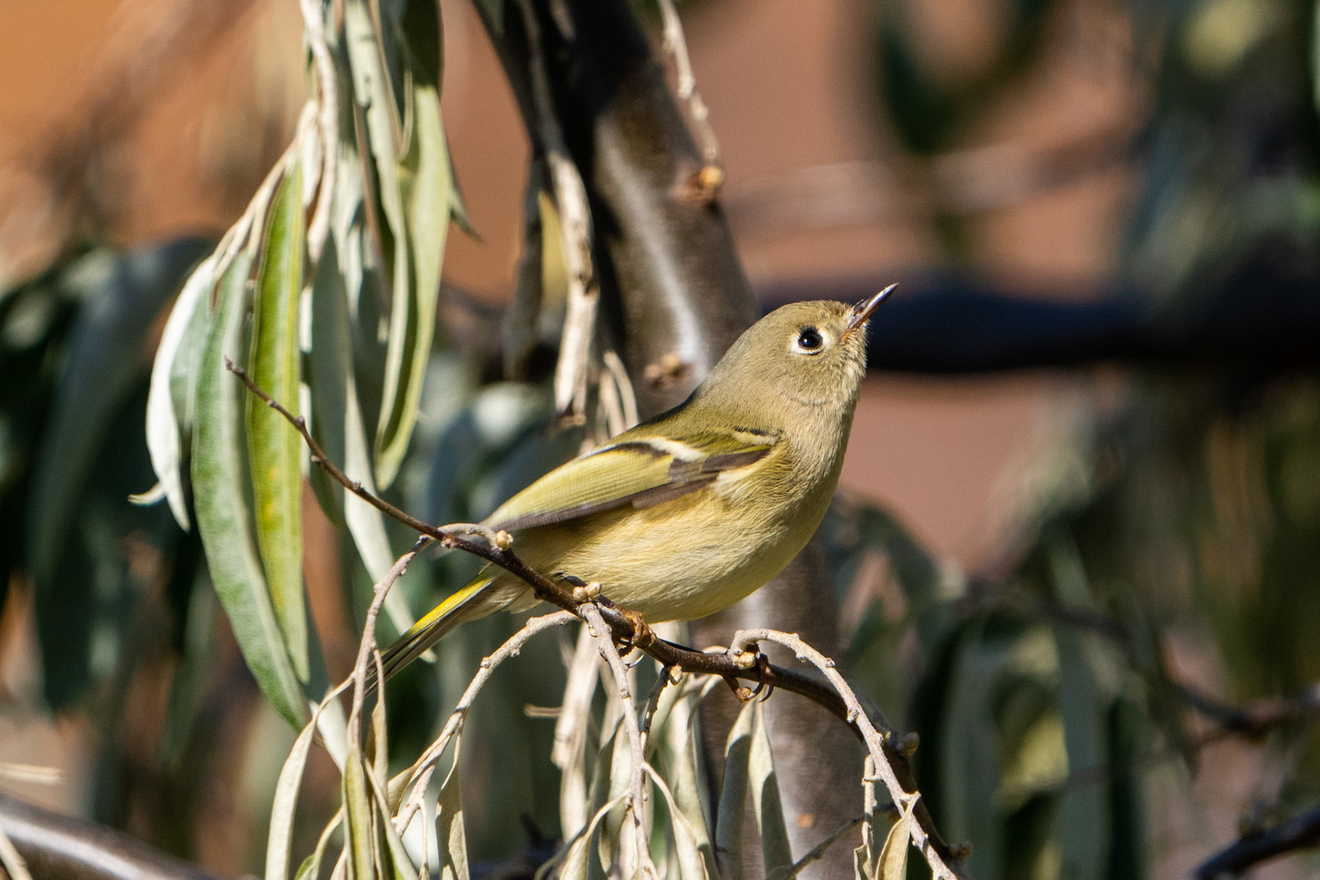 Ruby-Crowned Kinglet, Downsview Park, Toronto