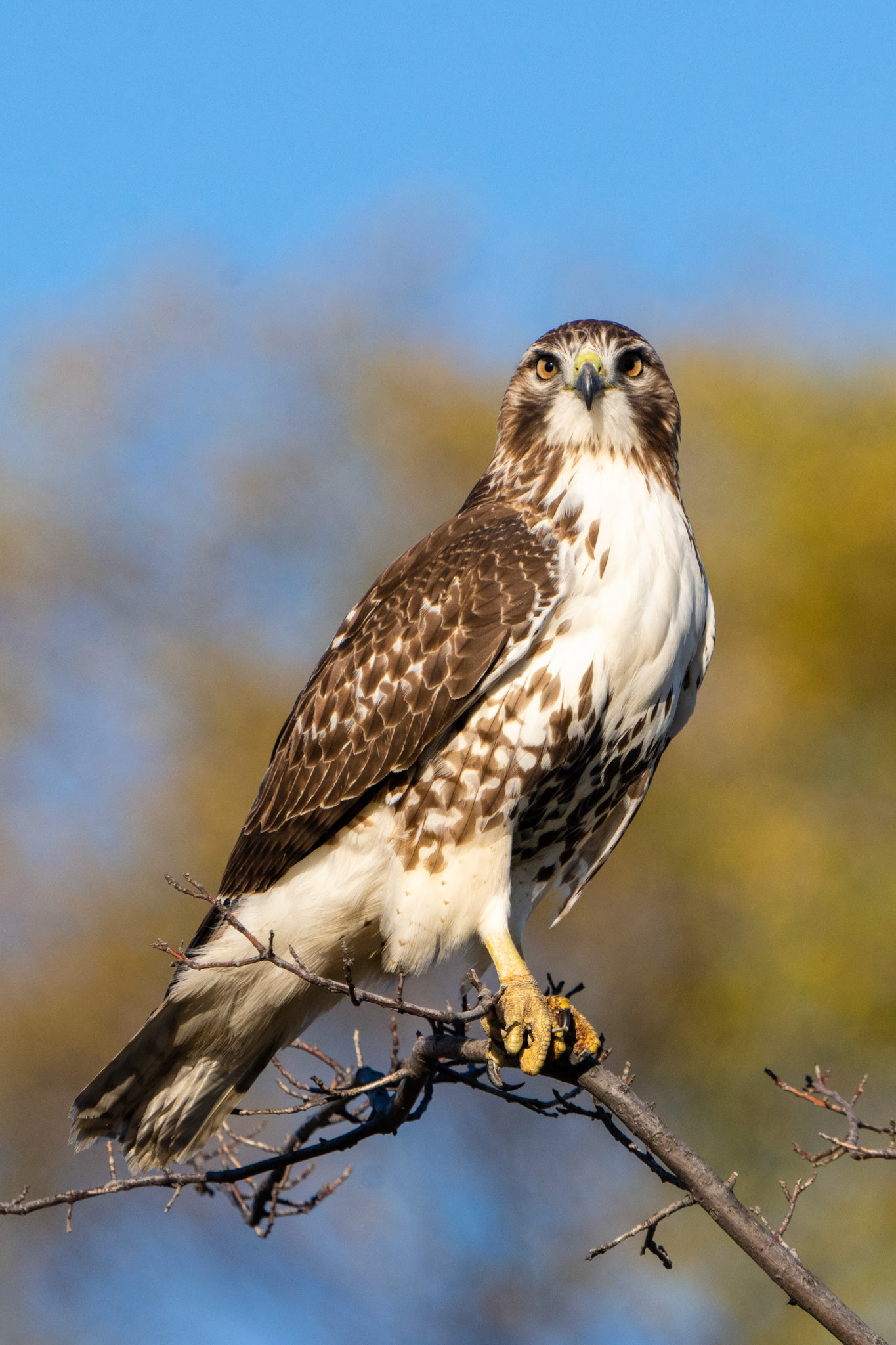 Red-Tailed Hawk, Downsview Park, Toronto