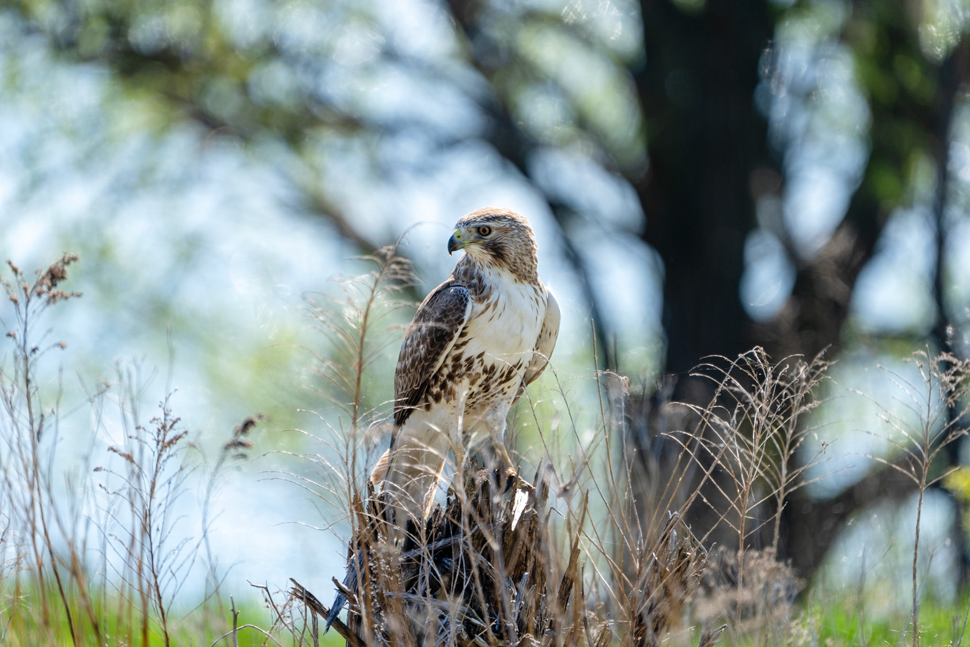 Red-Tailed Hawk, Tommy Thompson Park, Toronto