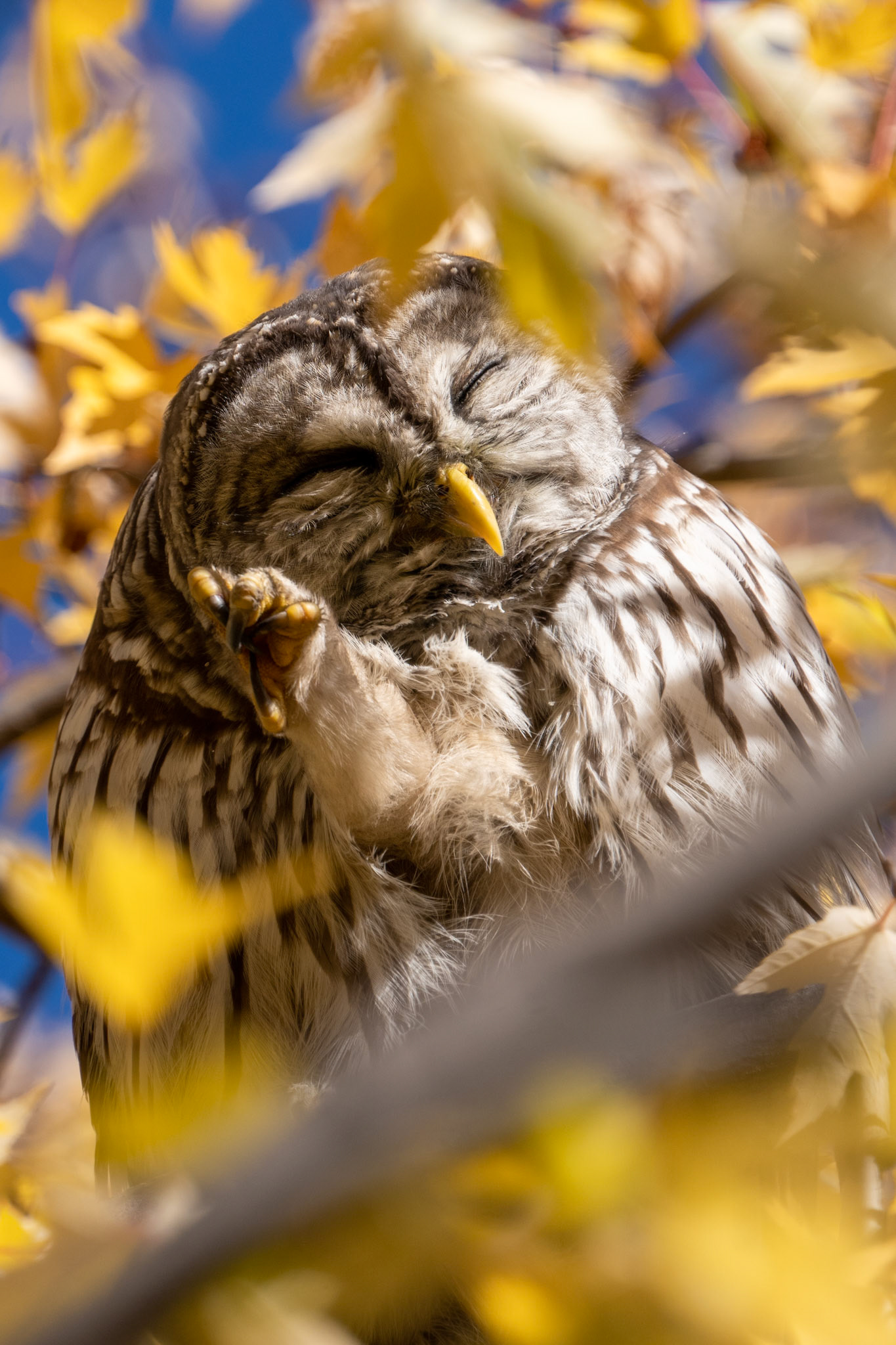 Barred Owl, Downsview Park, Toronto