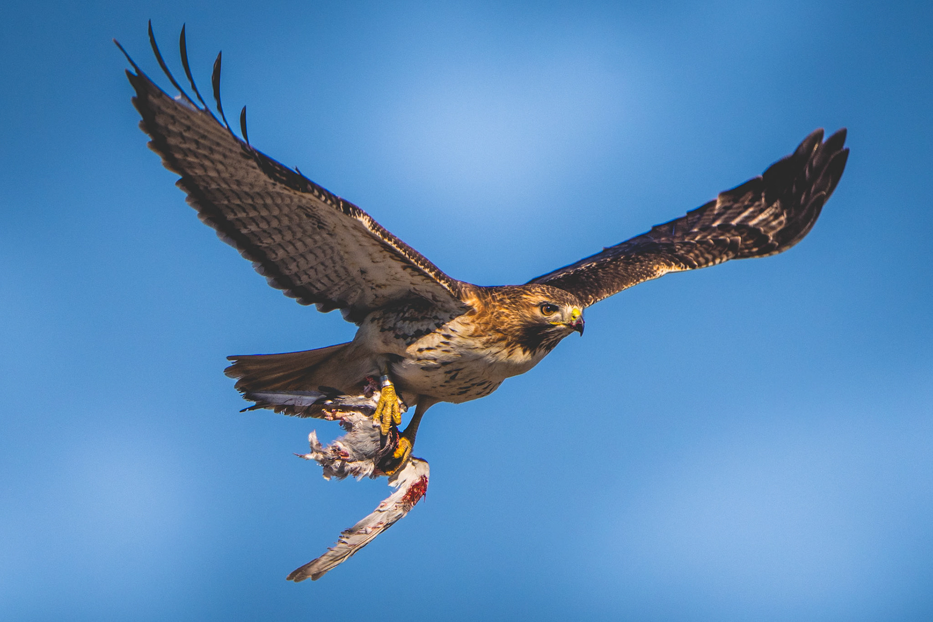 Red-Tailed Hawk, Downsview Park, Toronto