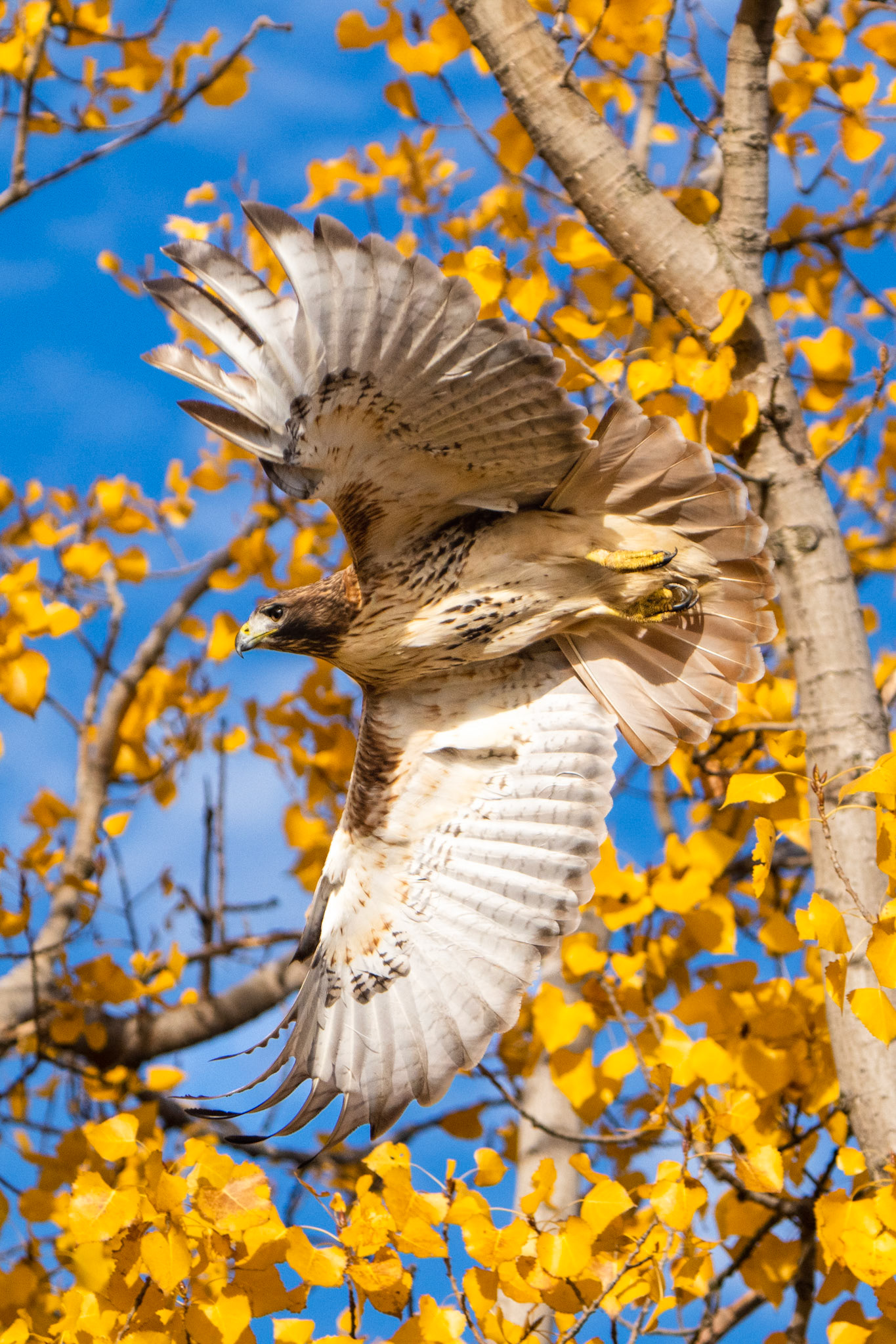 Red-Tailed Hawk, Tommy Thompson Park, Toronto