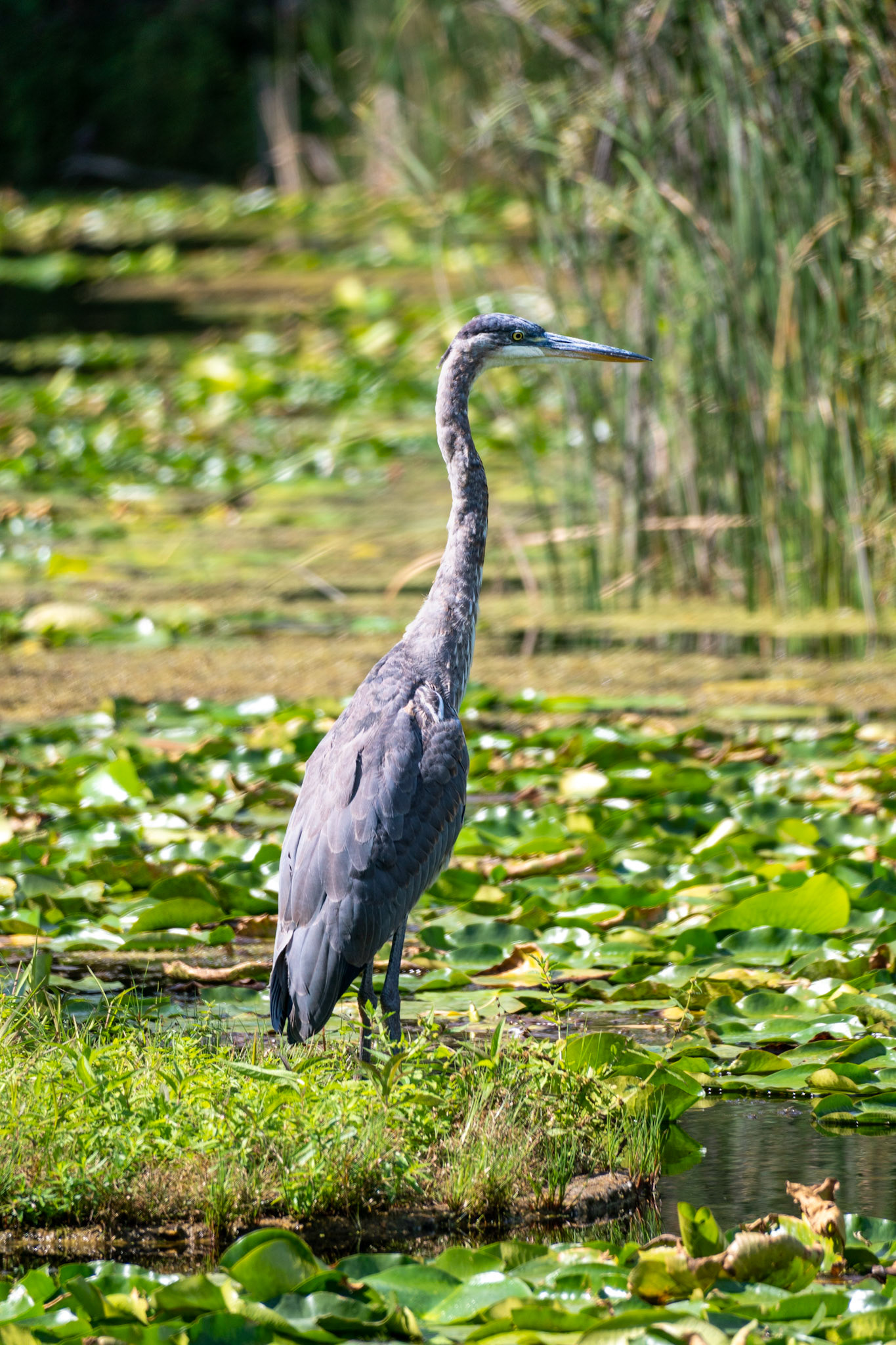 Great Blue Heron, Evergreen Brick Works, Toronto