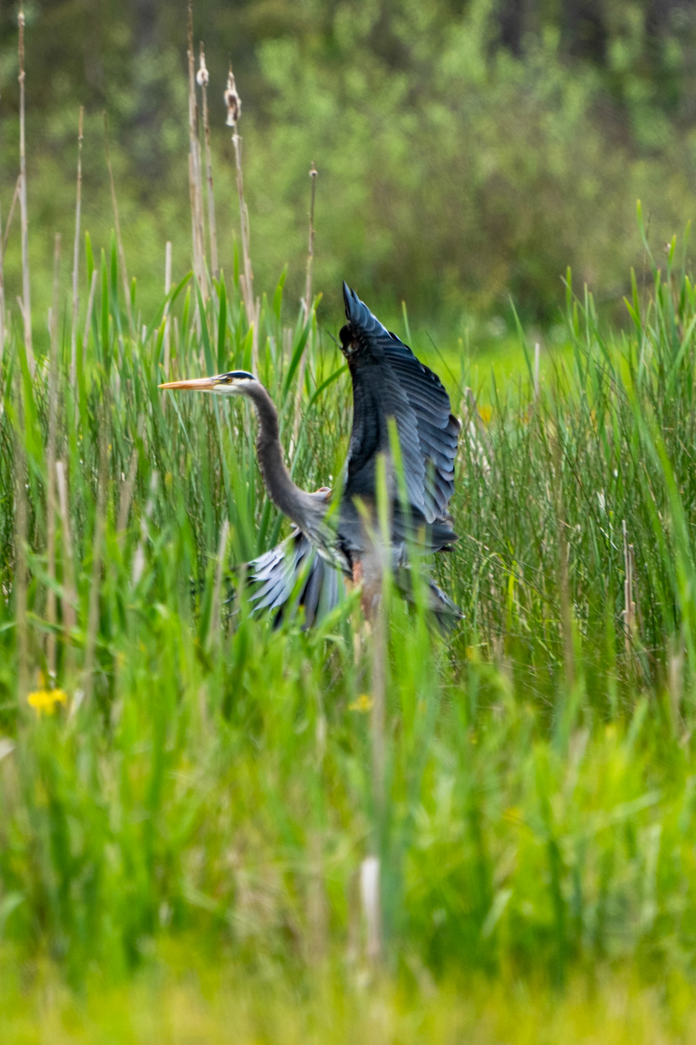 Great Blue Heron, Stanley Park, Vancouver