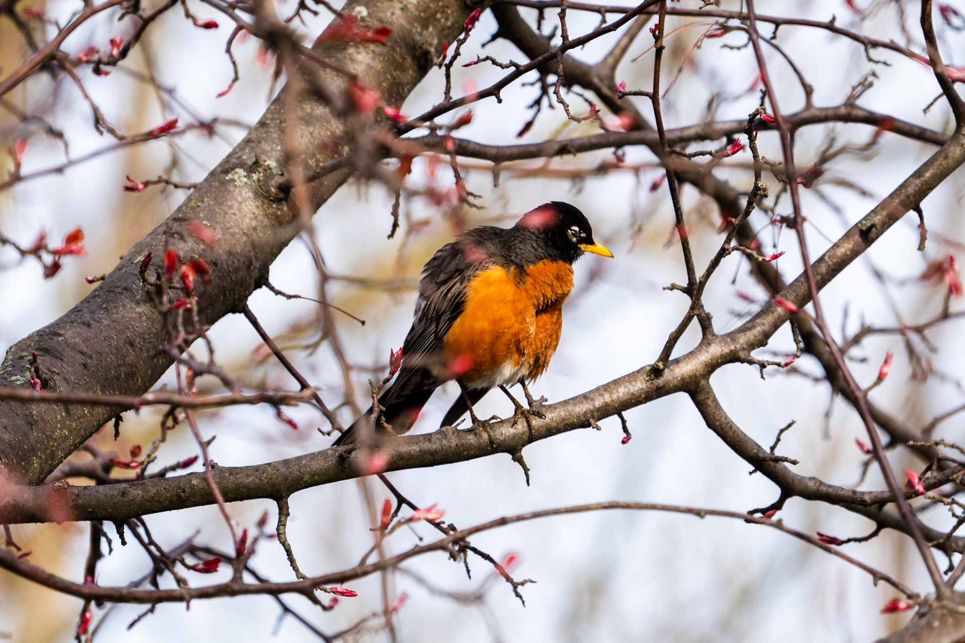 American Robin, Colonel Samuel Smith Park, Toronto