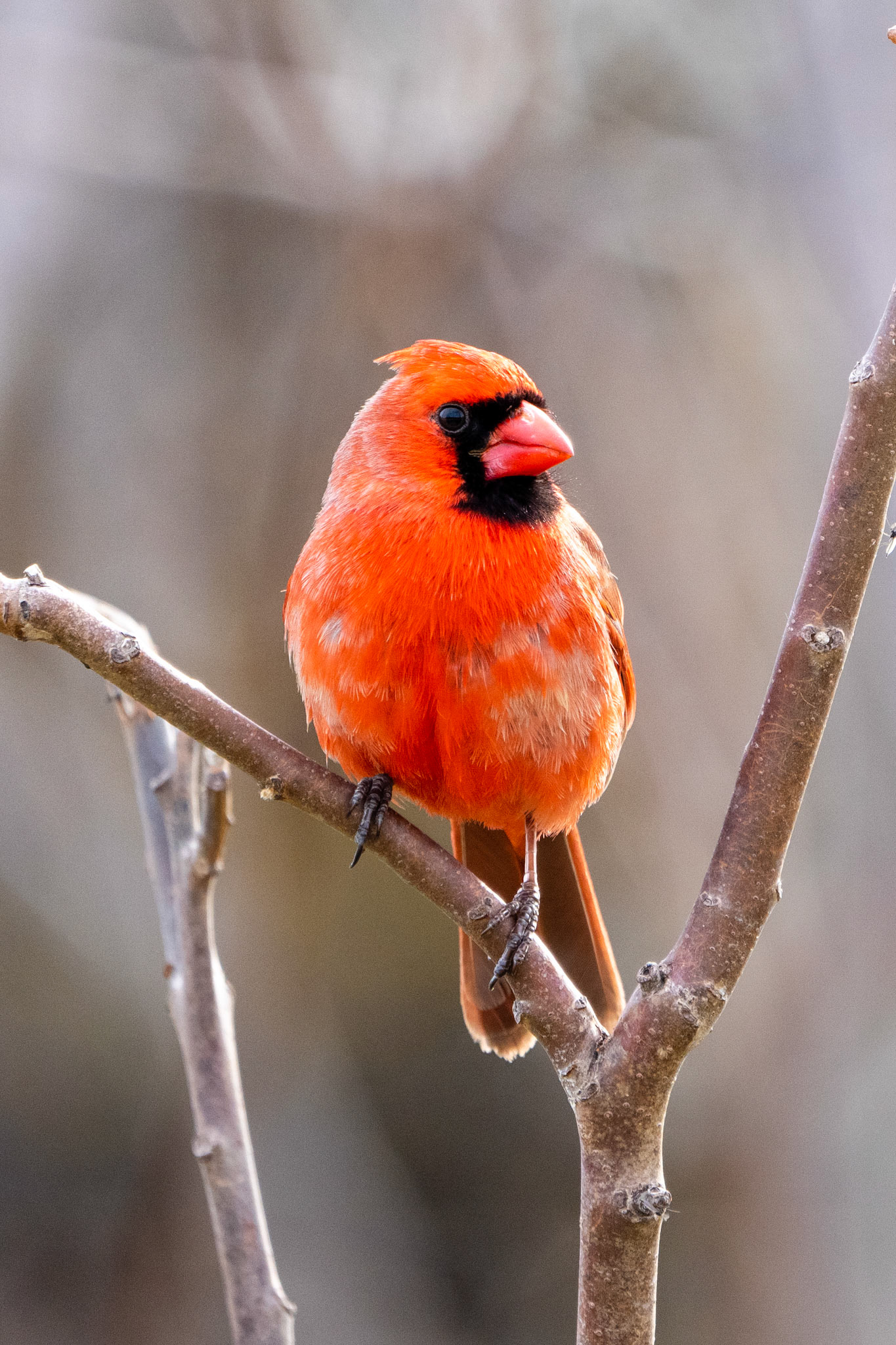 Northern Cardinal (Male), Colonel Samuel Smith Park, Toronto