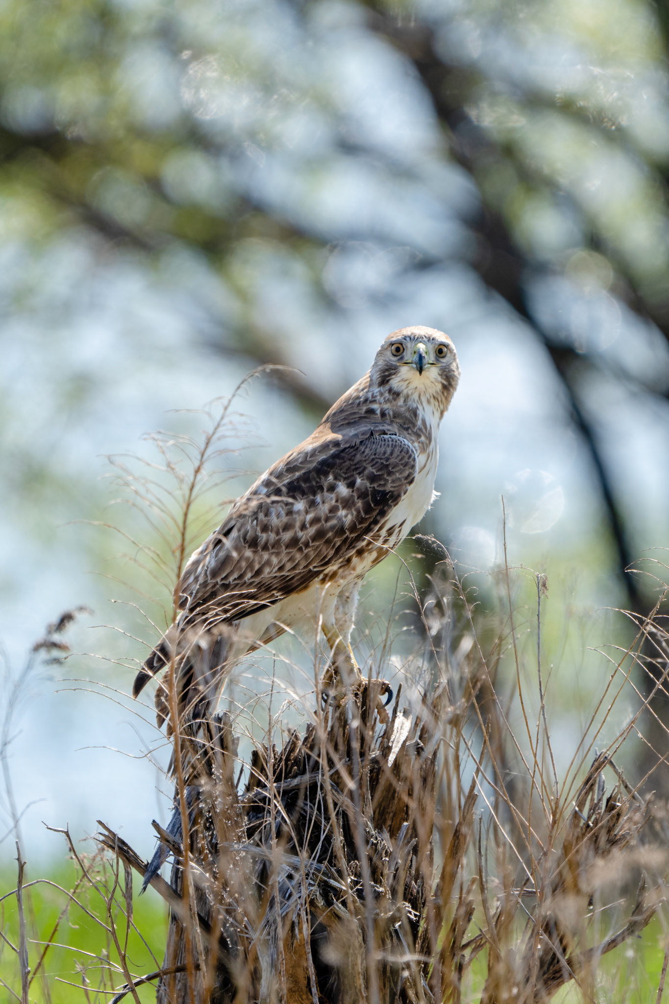 Red-Tailed Hawk, Tommy Thompson Park, Toronto