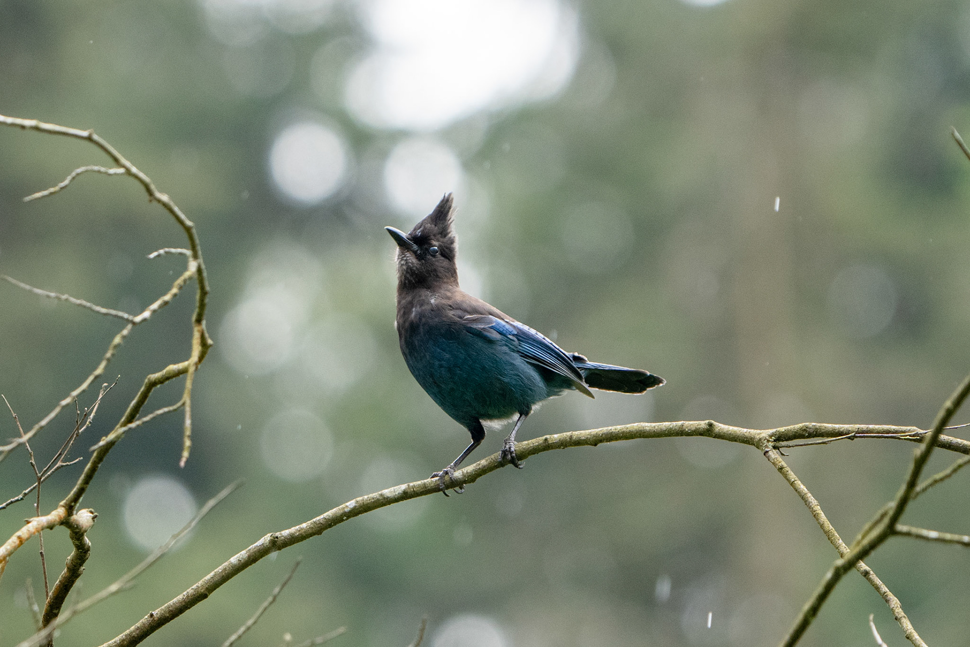 Steller's Jay, Stanley Park, Vancouver