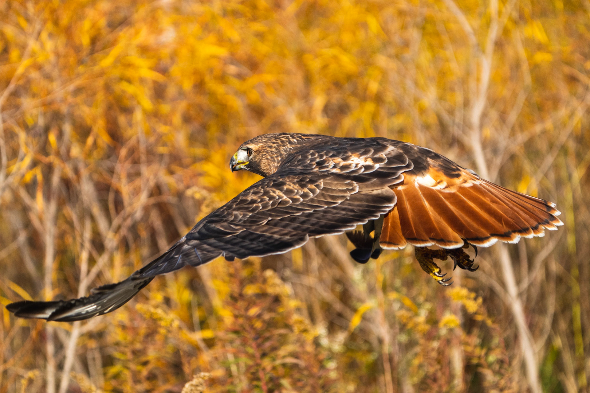 Red-Tailed Hawk, Tommy Thompson Park, Toronto