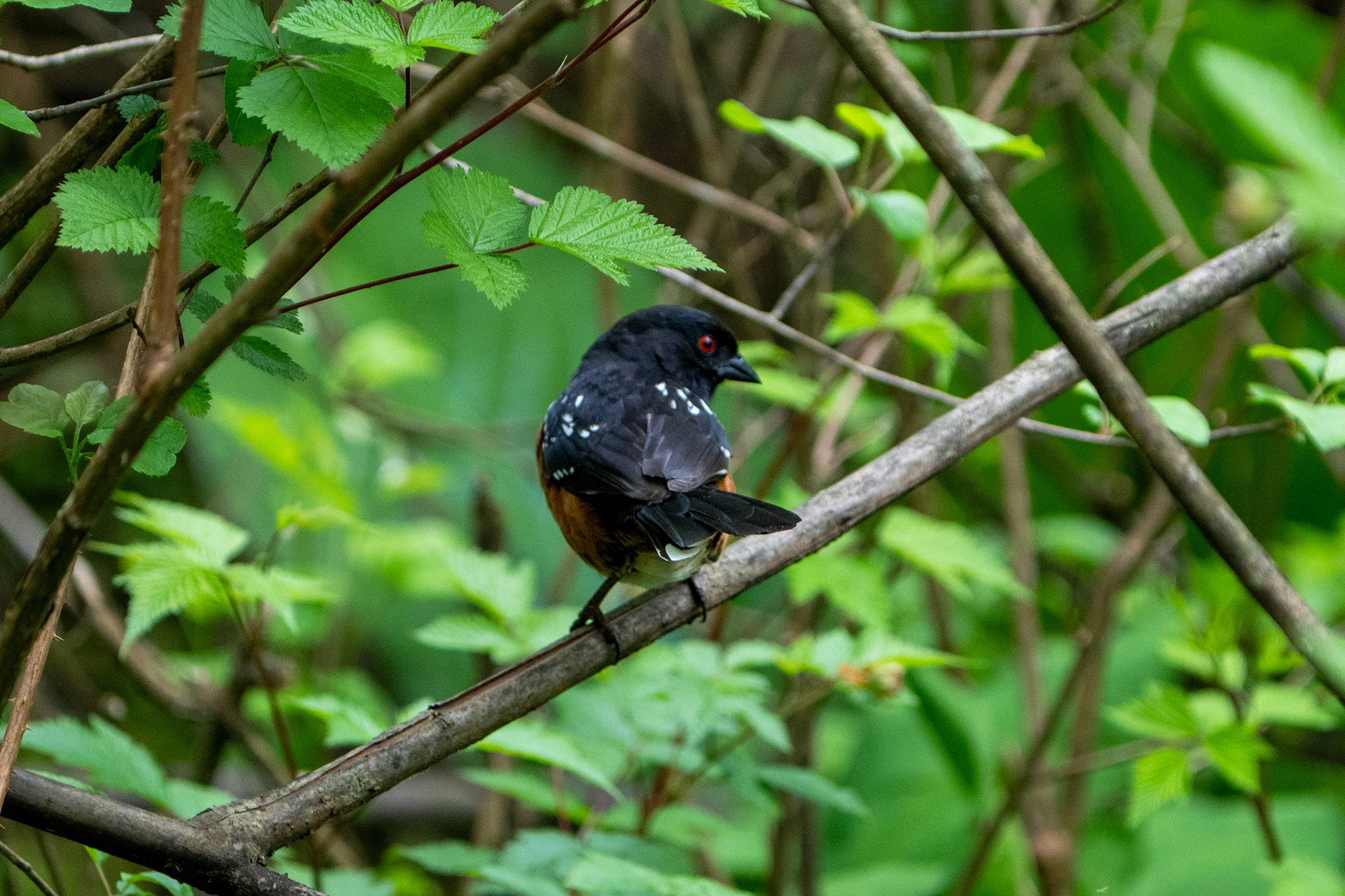 Spotted Towhee, Stanley Park, Vancouver