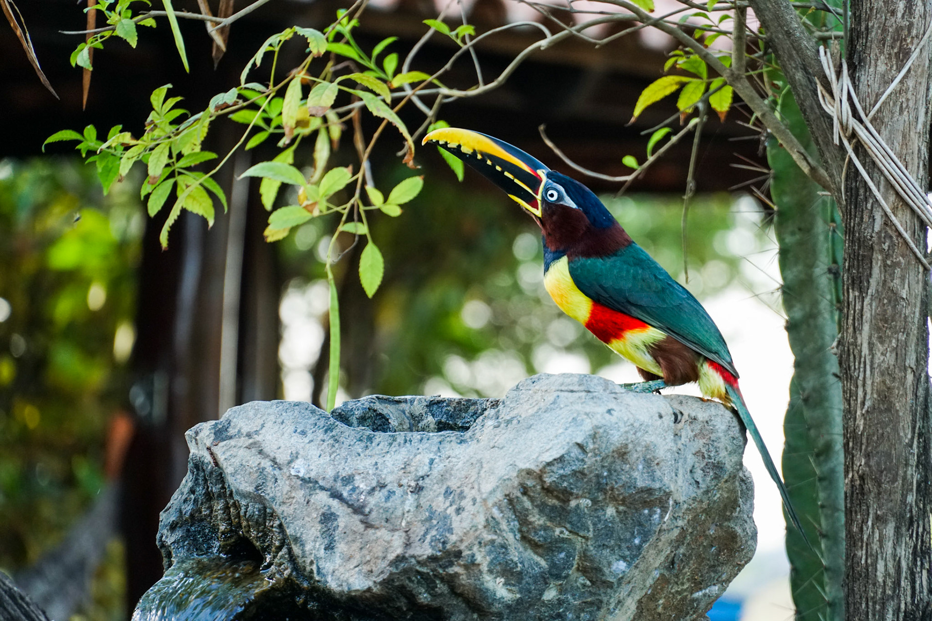 Chestnut-Eared Aracari, Pantanal, Brazil