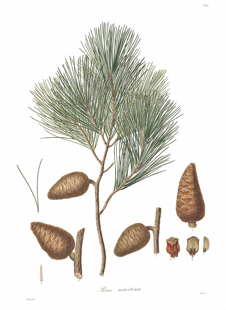 SH_Cmas_pinus maritima (L)_Creatif ©Steve Haskamp - Creatif License