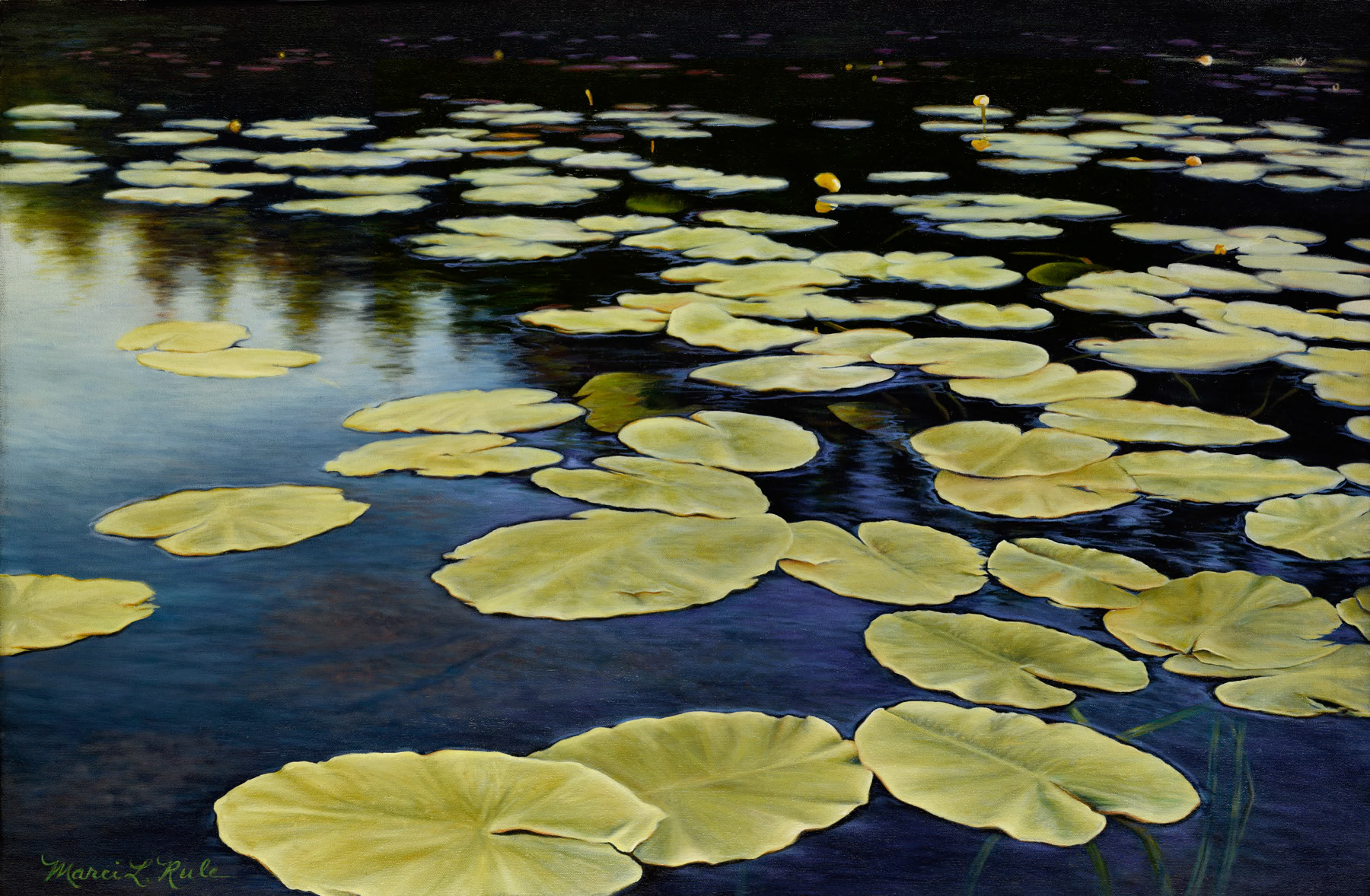 MLR_Lilypads