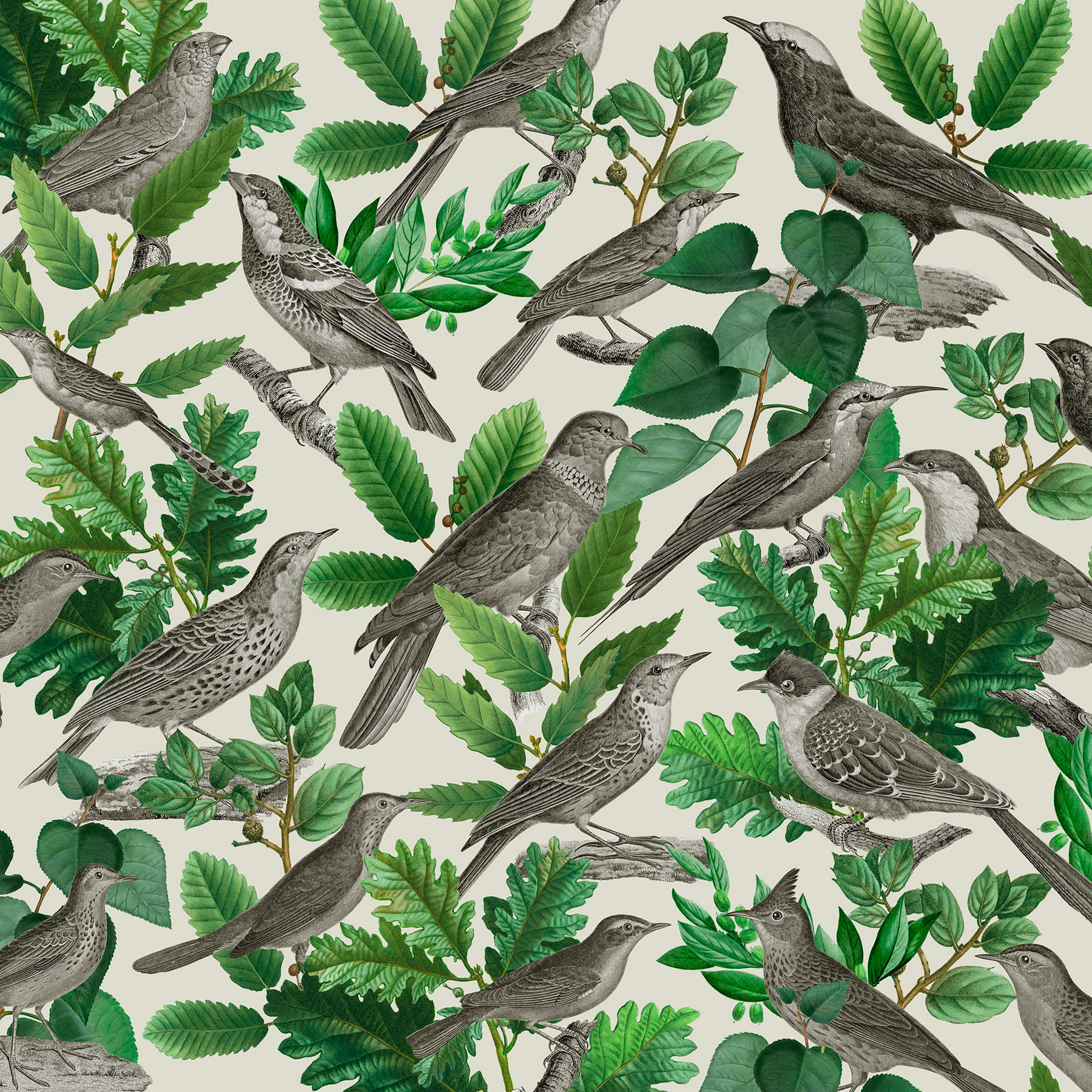 SH_Bird_2460_Botanical Rendered Birds in Branches Square_Creatif ©Steve Haskamp - Creatif License