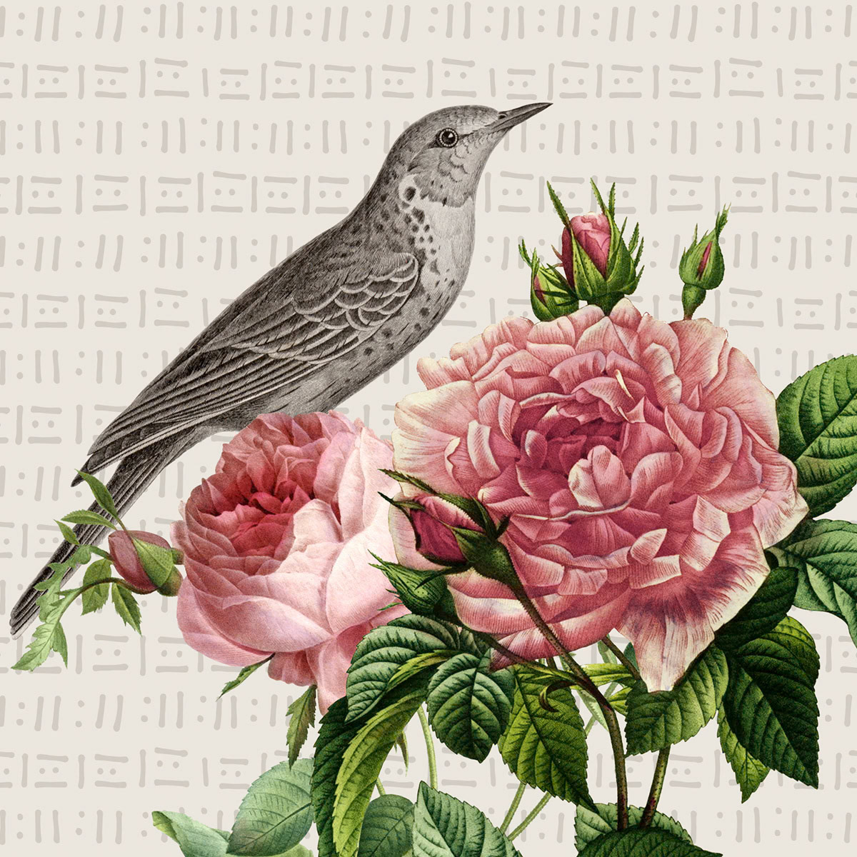 SH_Bird_2424_Botanical Rendered Bird Layout_Creatif ©Steve Haskamp - Creatif License