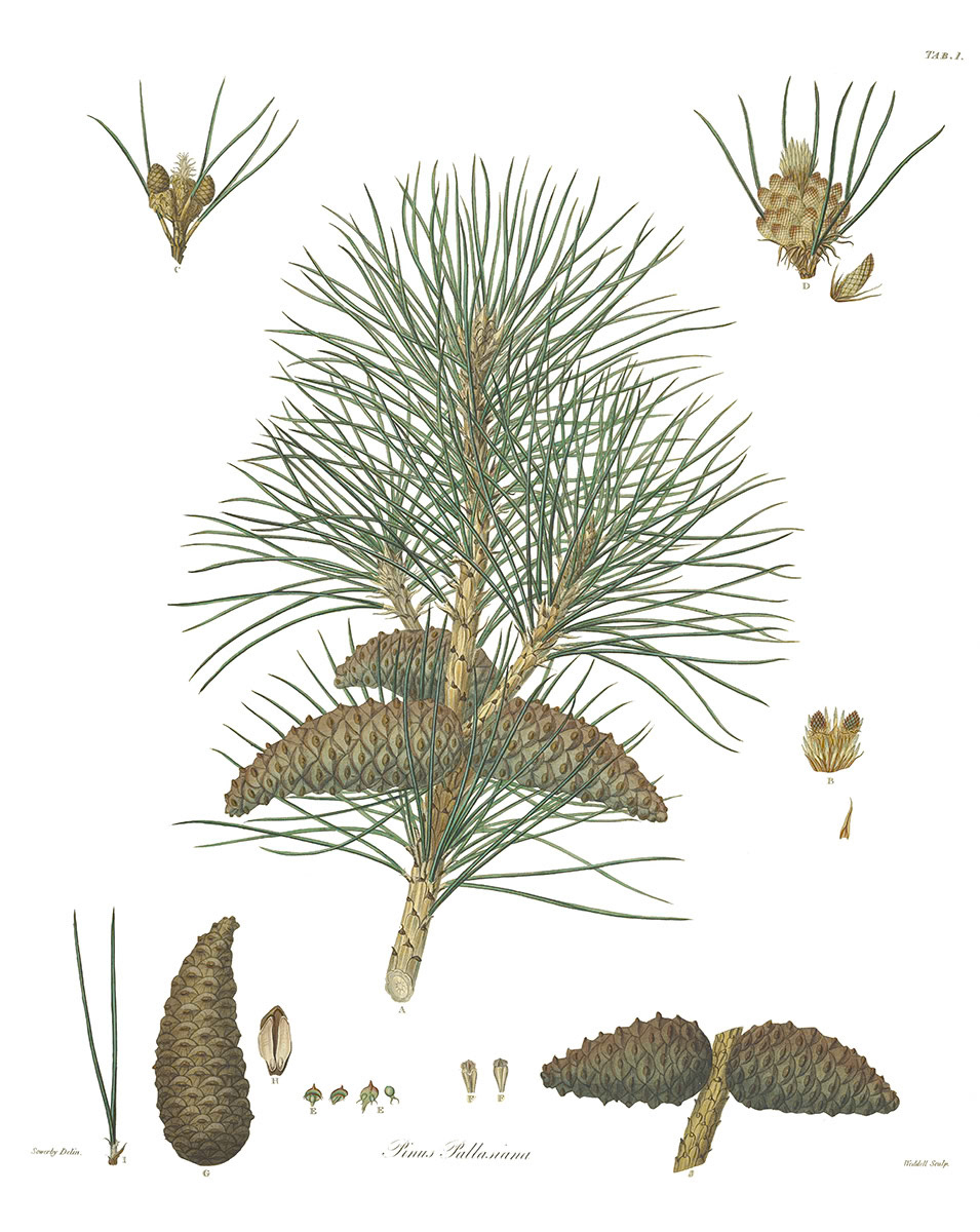 SH_Cmas_pinus pallasiana (L)_Creatif ©Steve Haskamp - Creatif License