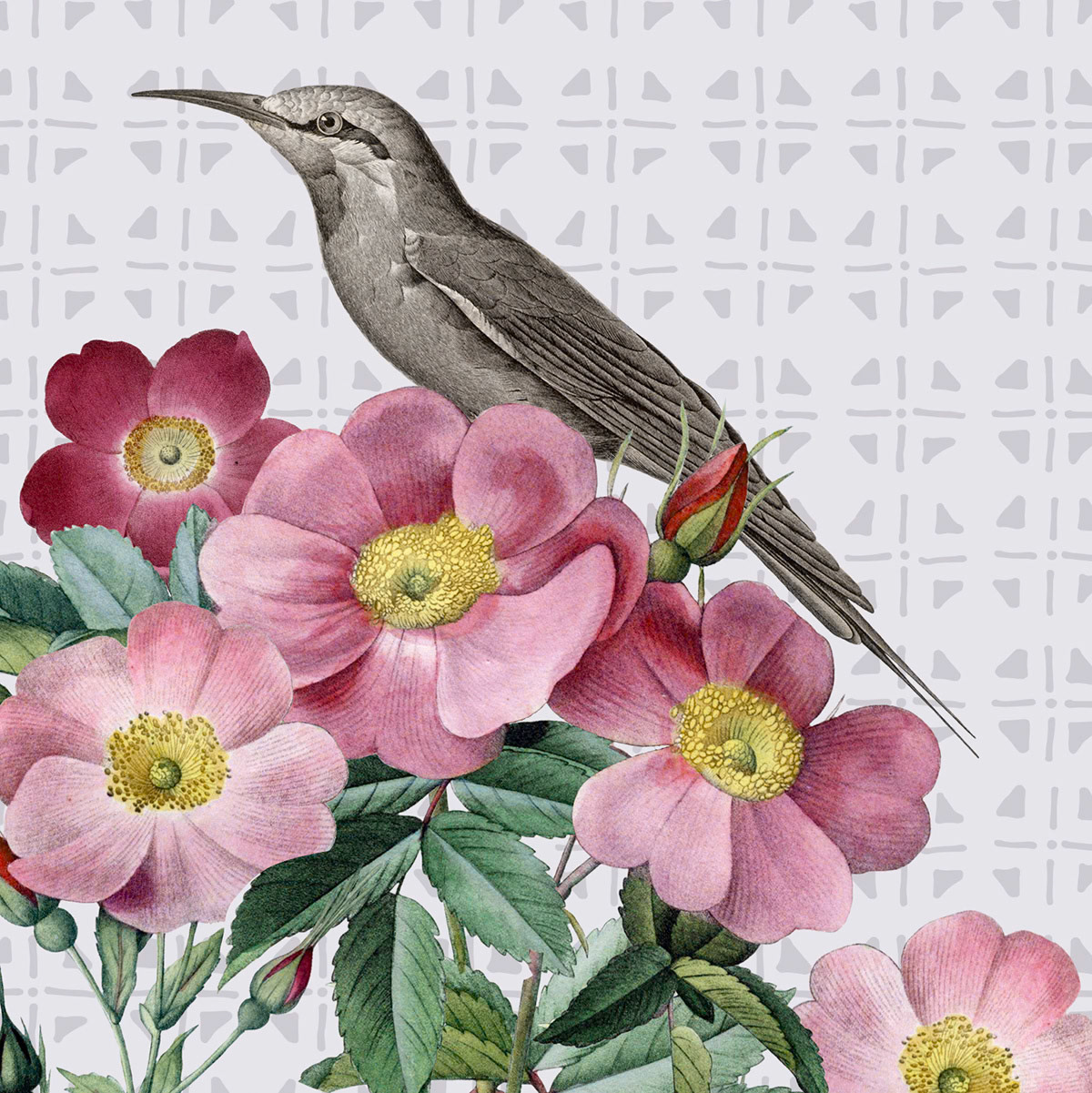 SH_Bird_2425_Botanical Rendered Bird Layout_Creatif ©Steve Haskamp - Creatif License
