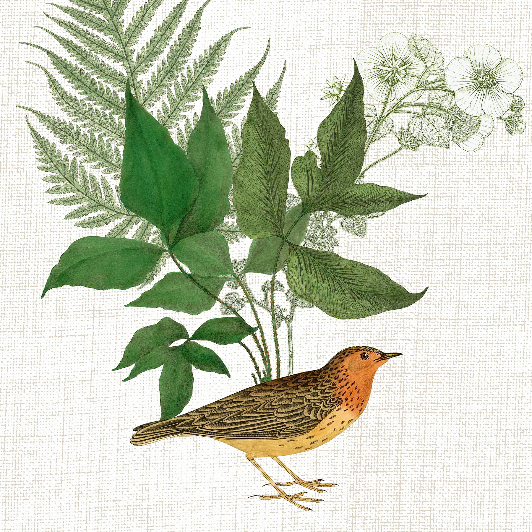SH_Botanical Bird With Leaves and Ferns_Creatif ©Steve Haskamp - Creatif License