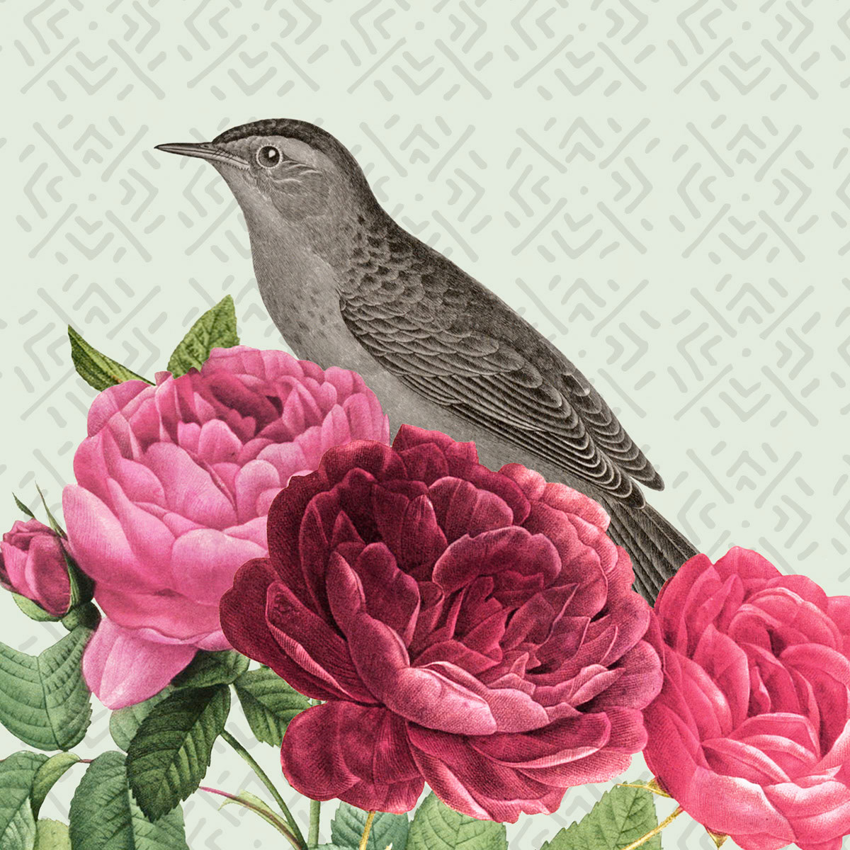 SH_Bird_2423_Botanical Rendered Bird Layout_Creatif ©Steve Haskamp - Creatif License