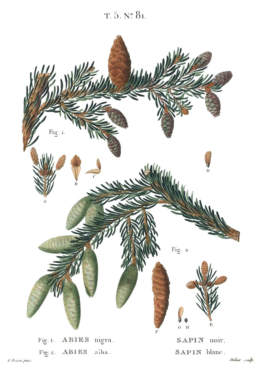 SH_Cmas_Botanical Conifer 8_Creatif ©Steve Haskamp - Creatif License